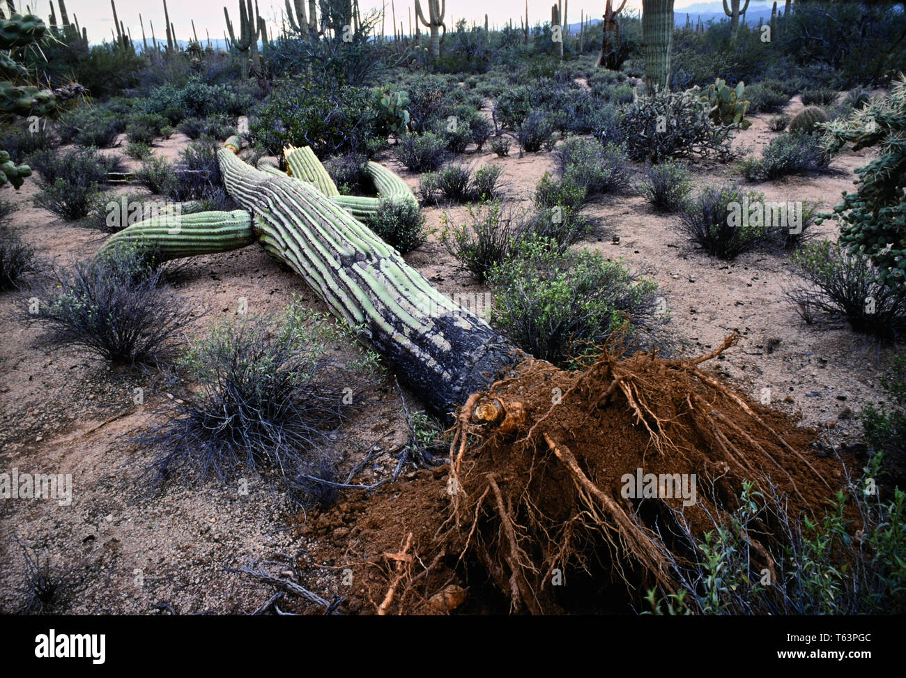 Tod von Saguaro Kaktus Stockfoto