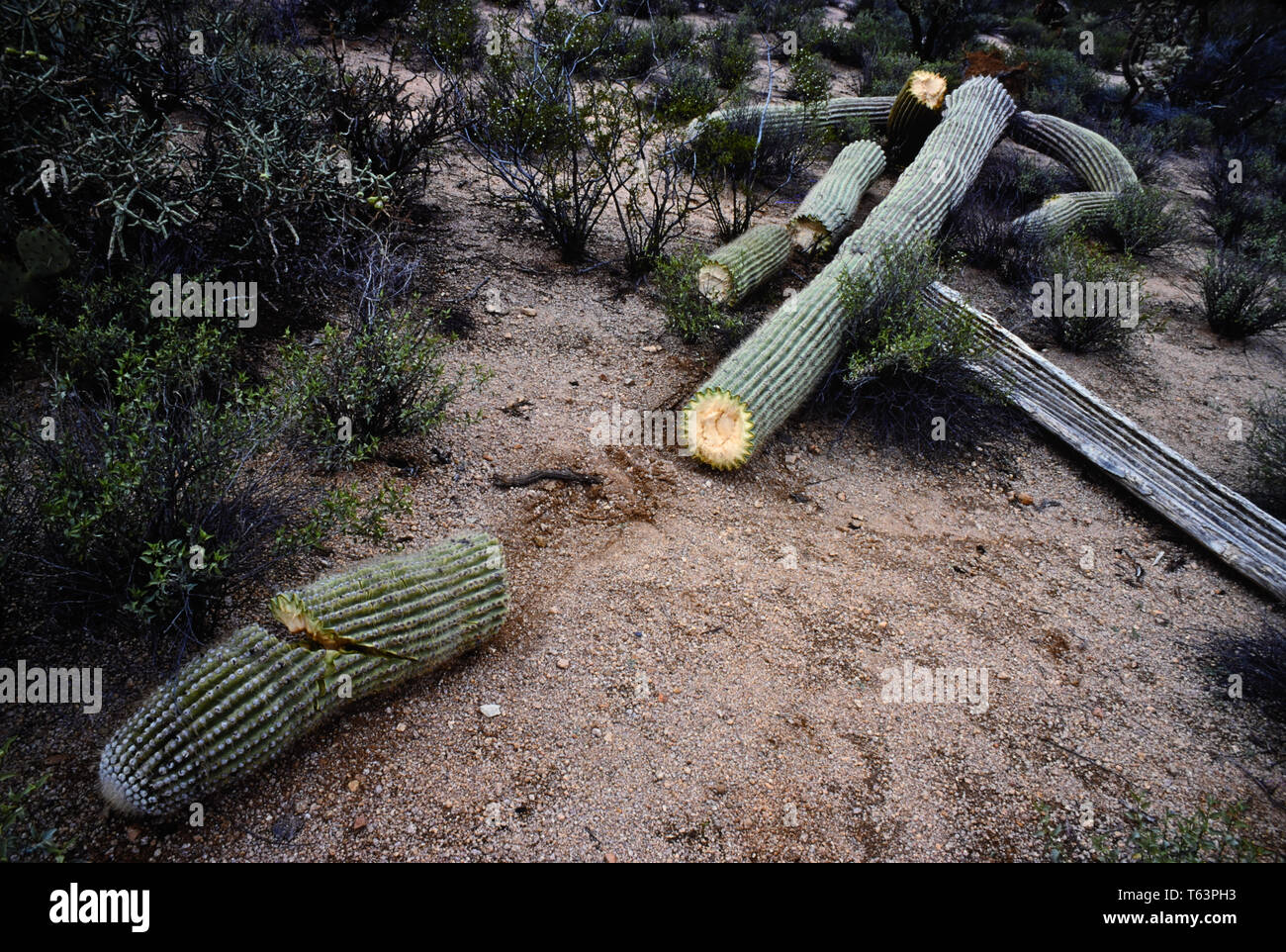 Tod von Saguaro Kaktus Stockfoto