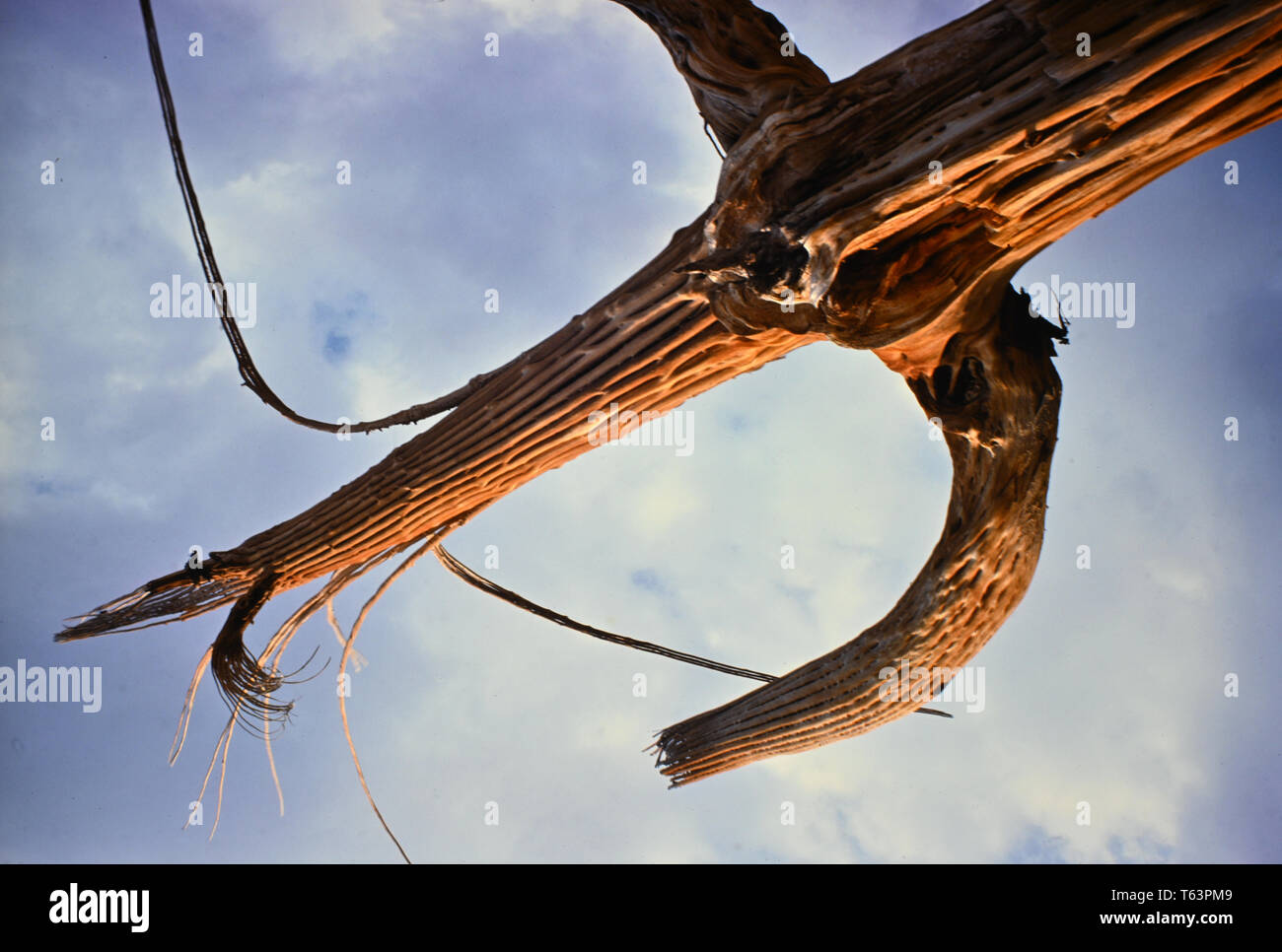 Tod von Saguaro Kaktus Stockfoto