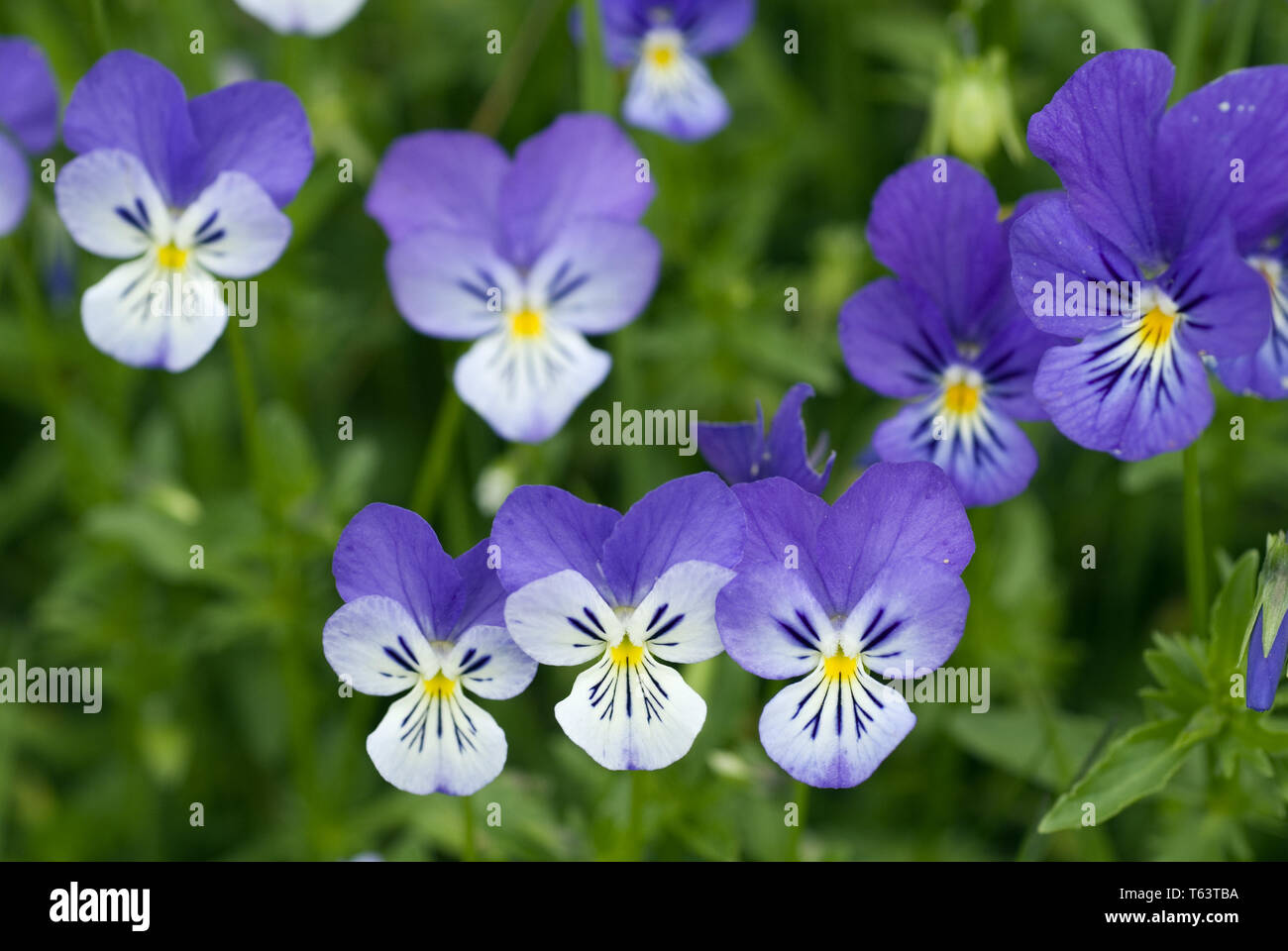 Stiefmütterchen, Viola tricolor Stockfoto