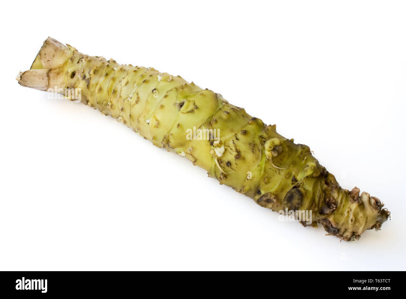 Wasabi-Wurzel Stockfoto