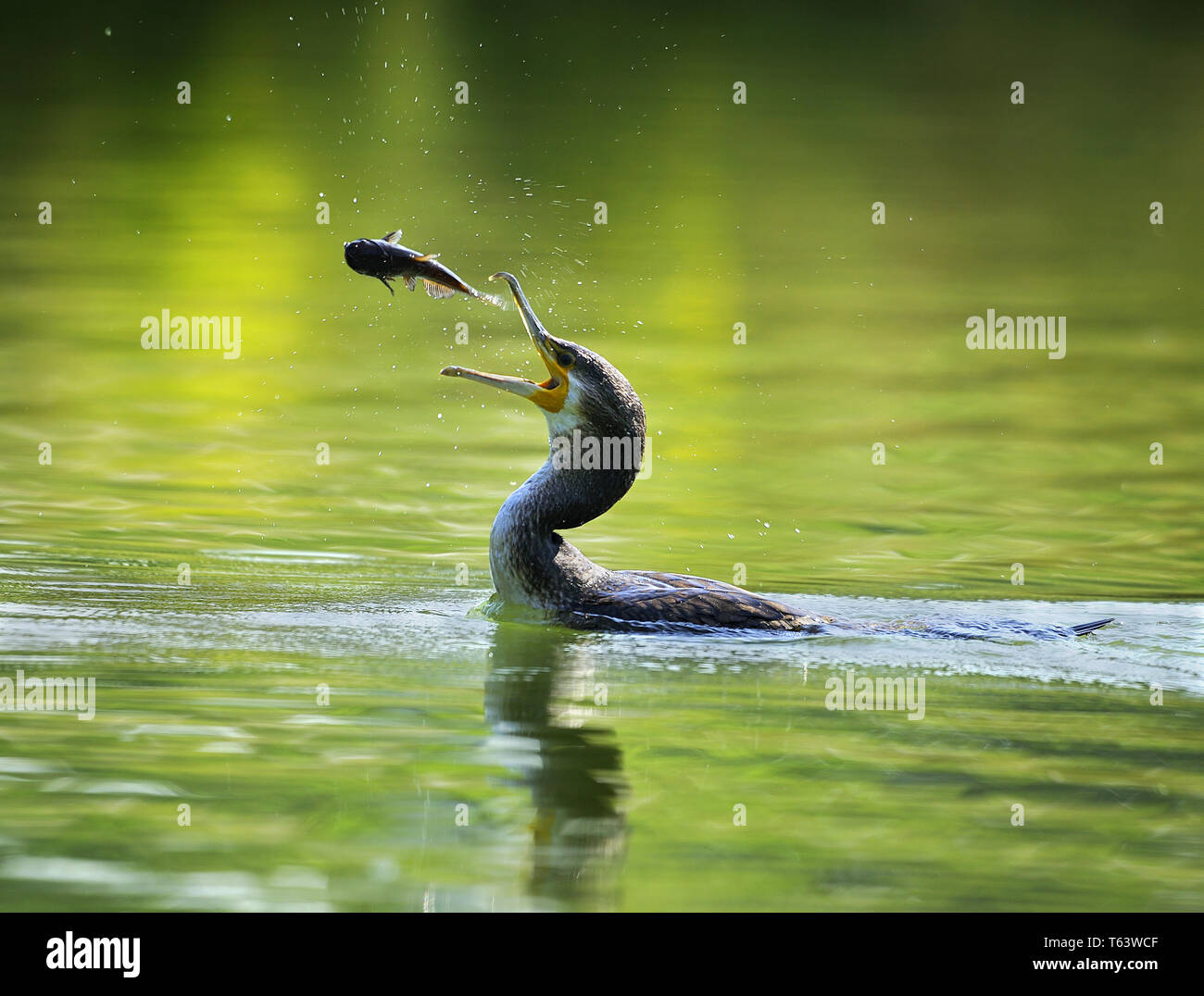 Kormoran, Phalacrocorax carbo Stockfoto