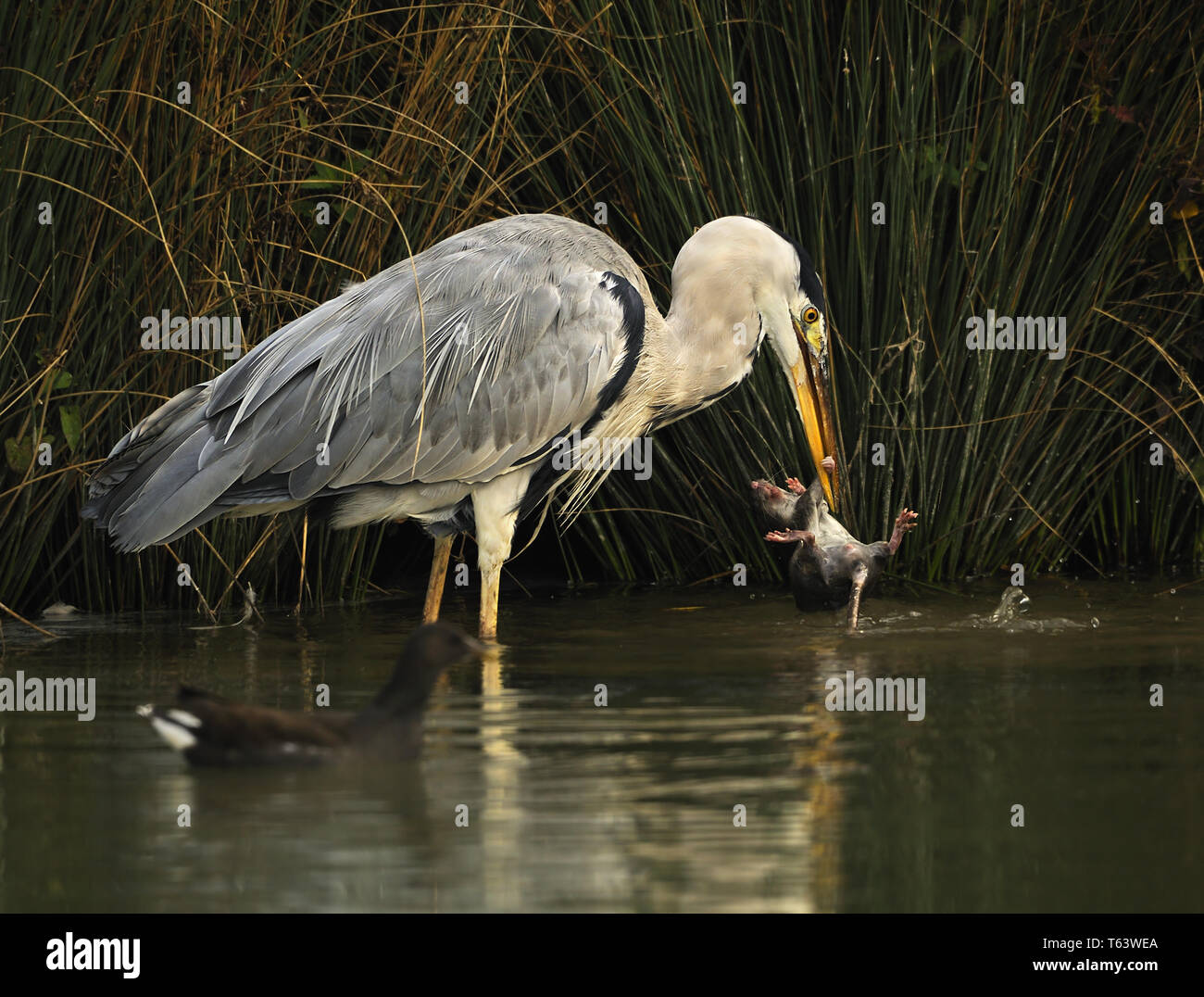 Graureiher Ardea cinerea Stockfoto