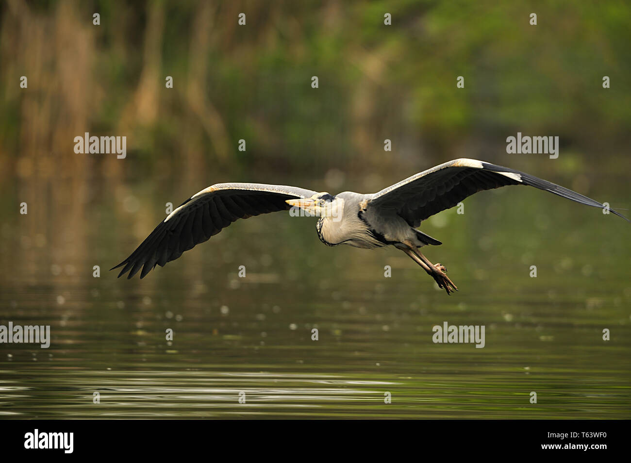 Graureiher Ardea cinerea Stockfoto