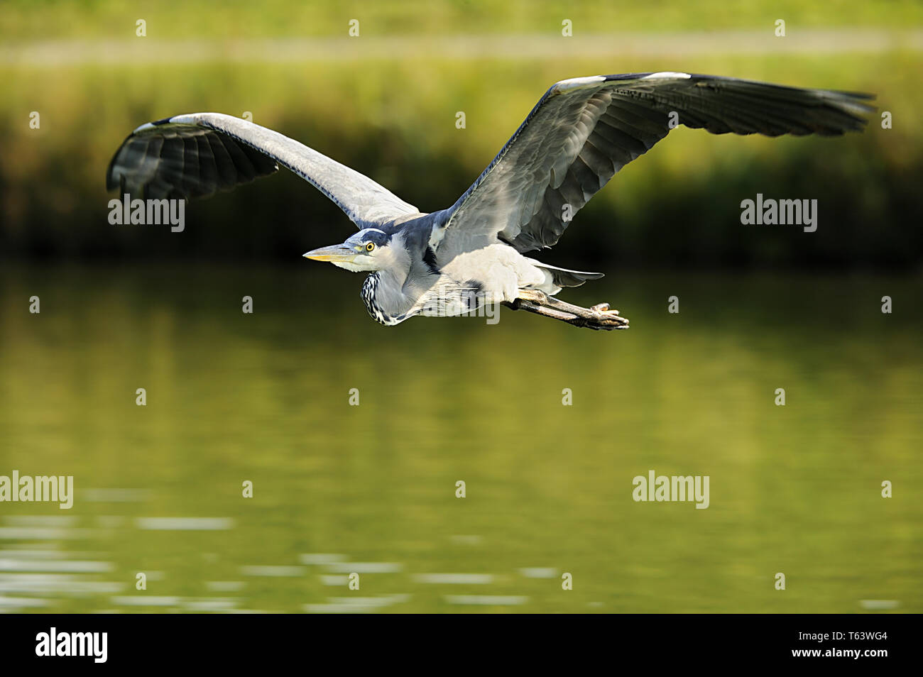 Graureiher Ardea cinerea Stockfoto