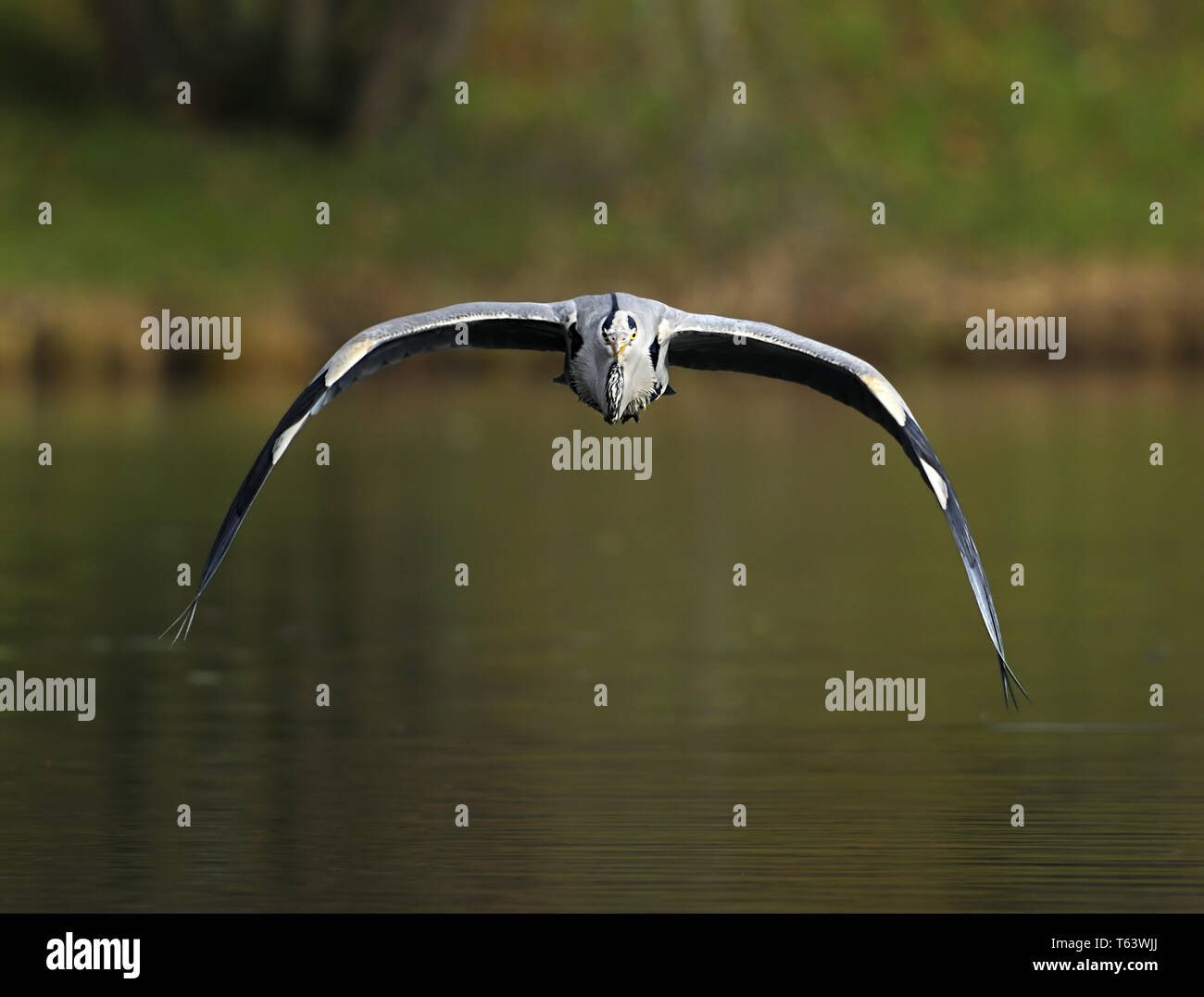 Graureiher Ardea cinerea Stockfoto