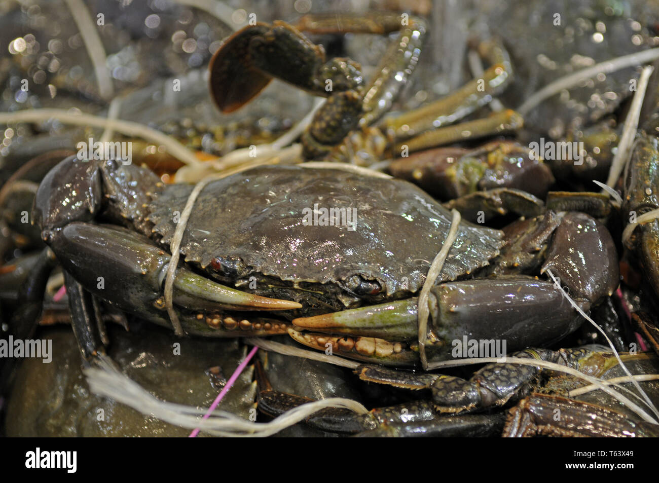 Sydney, Australien Stockfoto