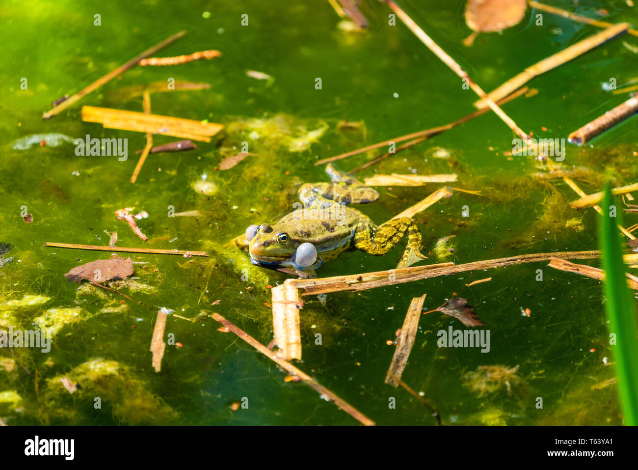 Marsh Frosch (Pelophylax ridibundus) in einem Teich quaken mit Aufgeblähten vocal sacs Sitzen - Nahaufnahme mit selektiven Fokus Stockfoto