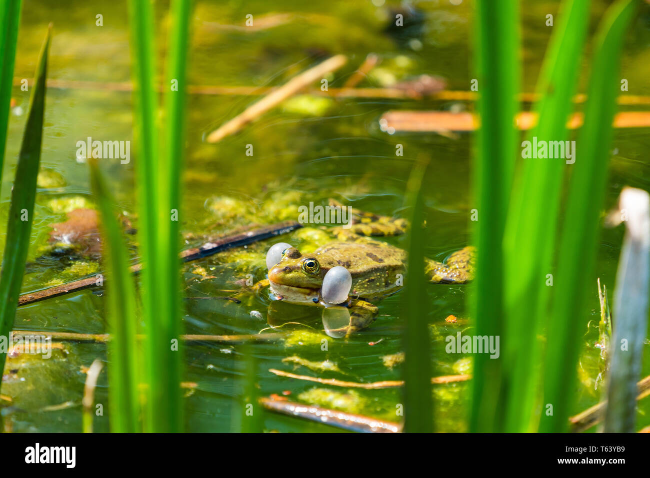 Marsh Frosch (Pelophylax ridibundus) in einem Teich quaken mit Aufgeblähten vocal sacs Sitzen Stockfoto