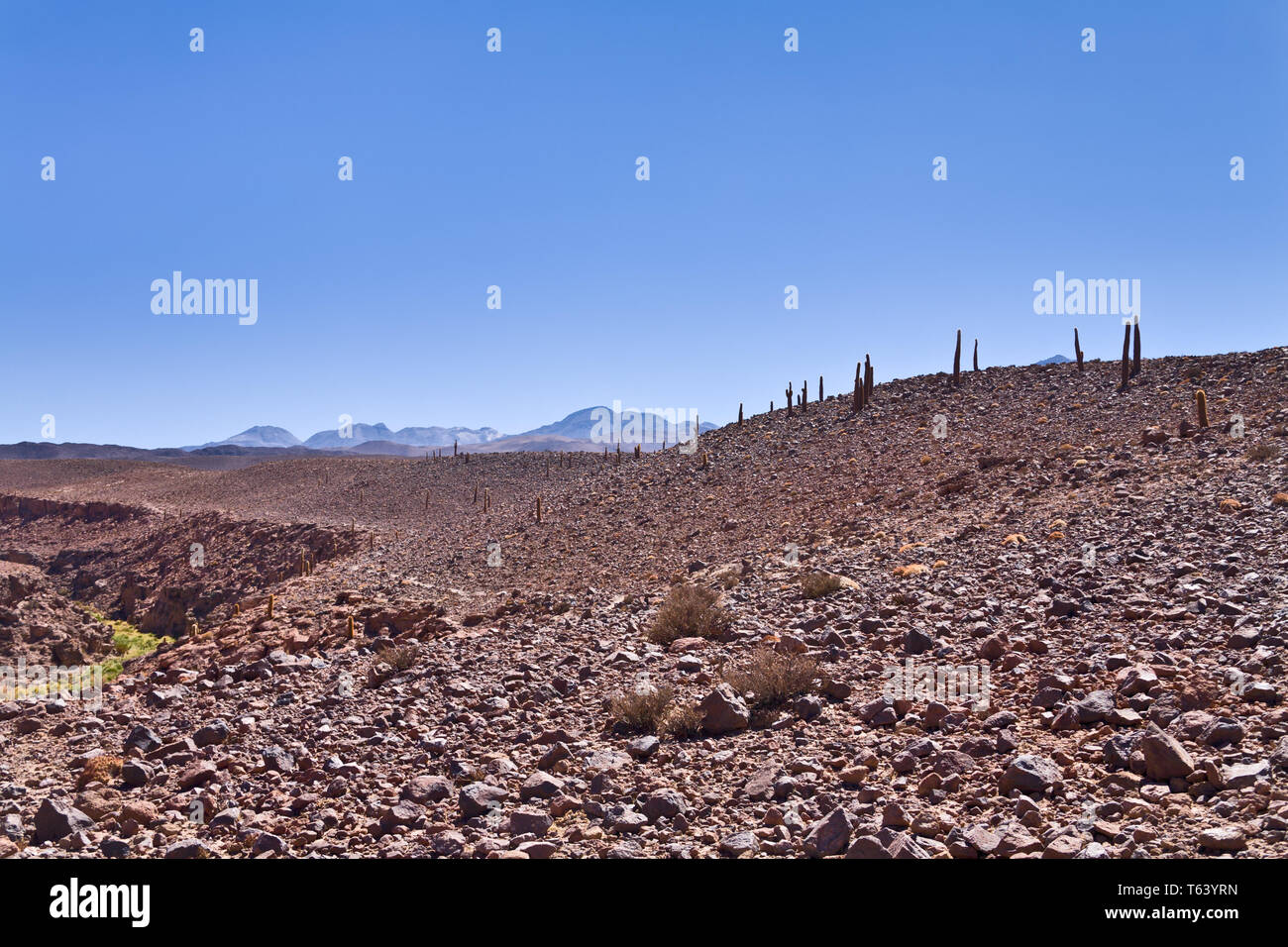 Cardon cactii auf die Skyline, Atacama, San Pedro de Atacama, Chile. Stockfoto