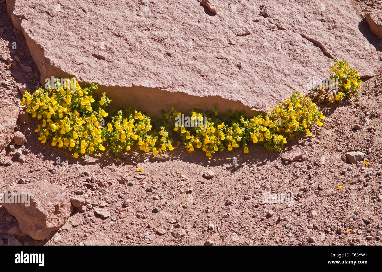 Gelbe slipperwortor Damen Geldbörse (Calceolaria polifolia) unter einem Felsen hoch in der Atacama-Wüste von Chile. Stockfoto