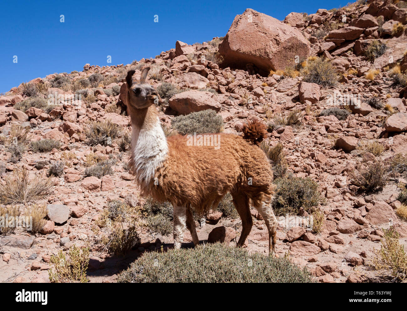 Lama, in seinem natürlichen Lebensraum hoch in der Atacama Wüste südlich der chilenischen Anden rund 4300 Meter über dem Meeresspiegel. Stockfoto