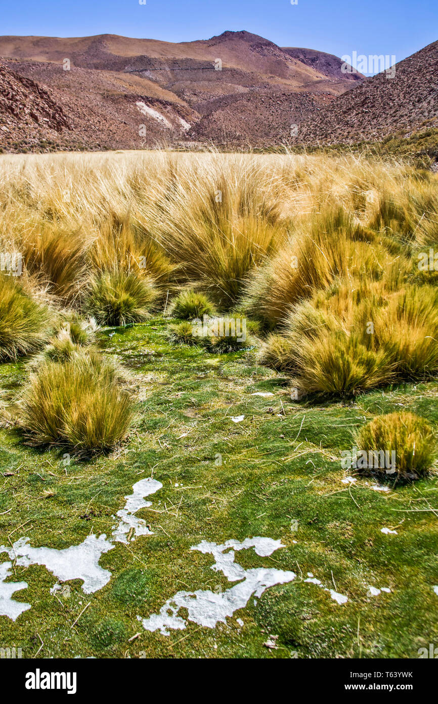 Die üppigen grünen Weide in einer Wüste bündig hoch in der Atacama Wüste in den chilenischen Anden | Südamerika noch mit Eis vom letzten Schneefall. Stockfoto