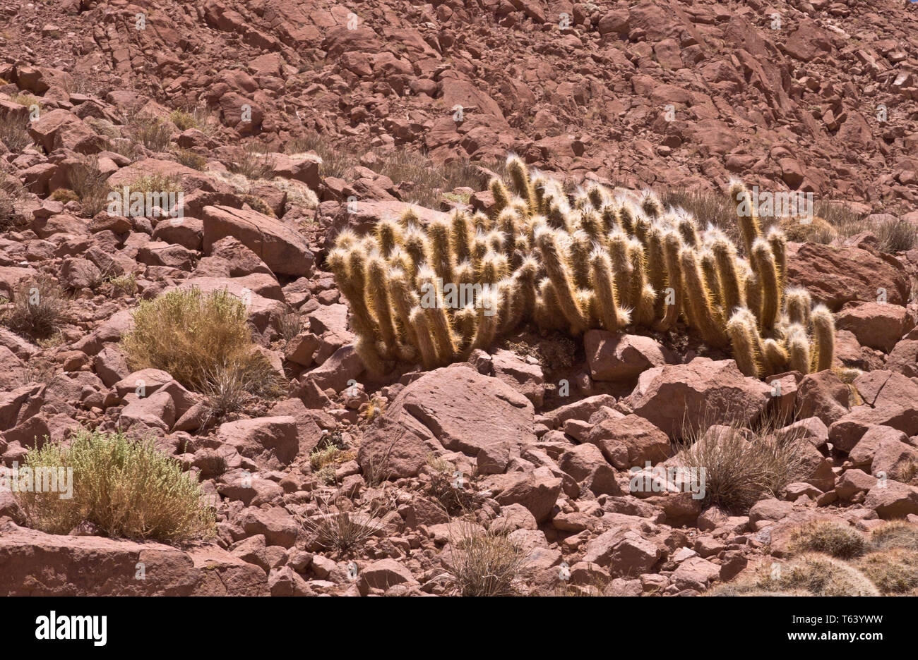 Gruppe von catii, Atacama Wüste chilenischen Anden Stockfoto