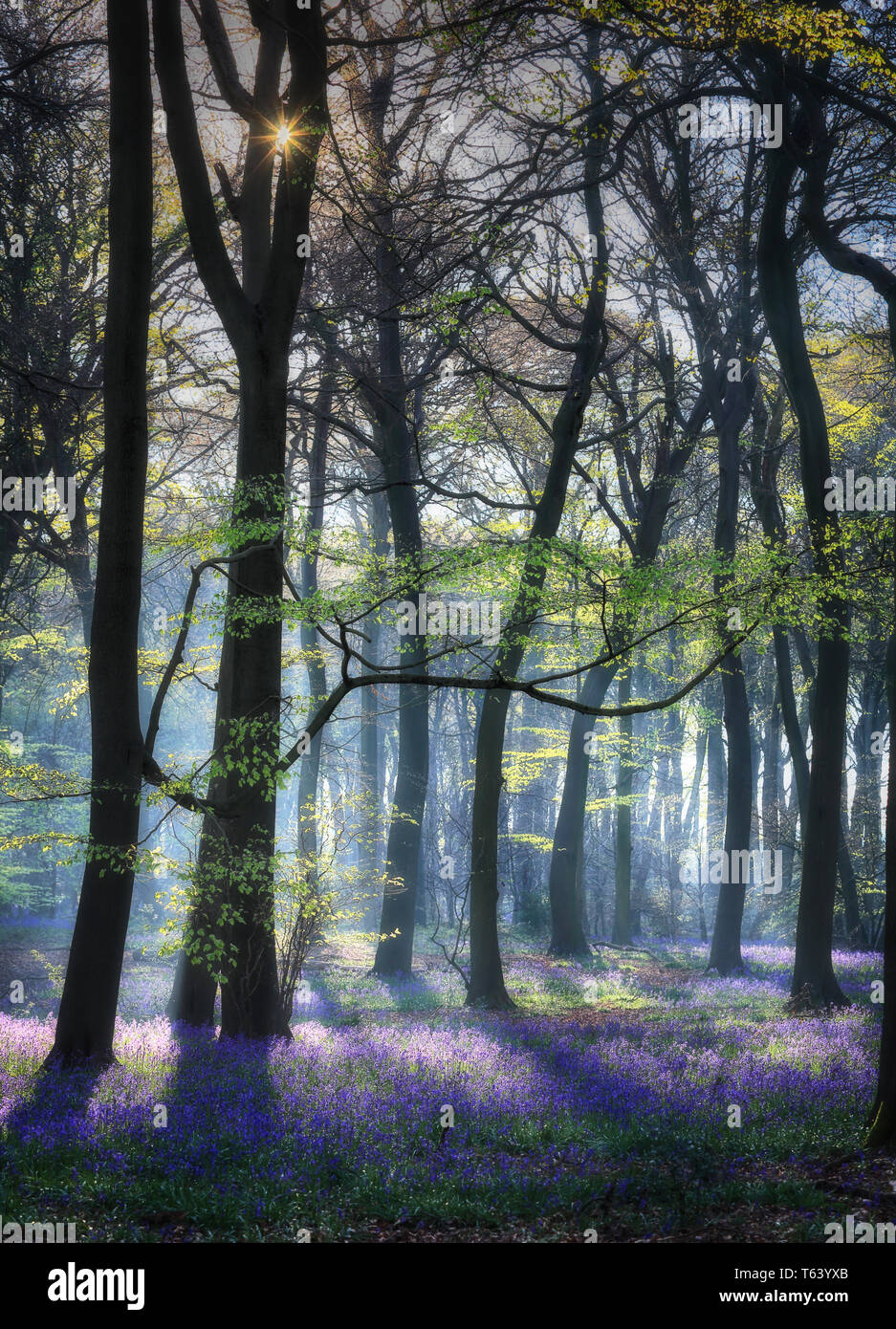 Feder Bluebell Woods von Oxfordshire Stockfoto