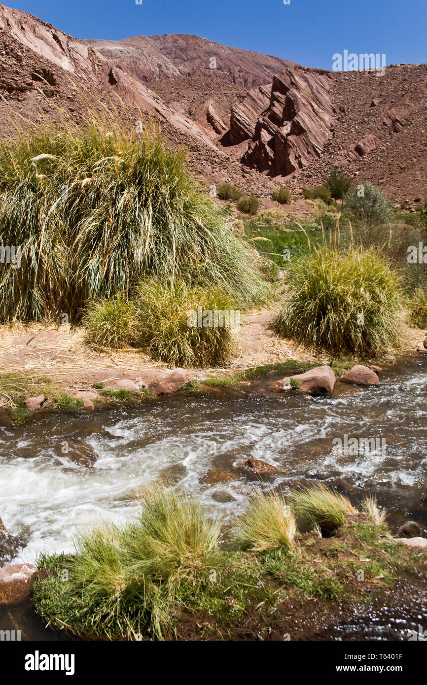 Überraschend Schnee schmilzt auf der hohen Vulkane unterstützt Flüsse in der Atacama-wüste, die üppigen Weide in Tälern der Weidewirtschaft zu ermöglichen. Stockfoto