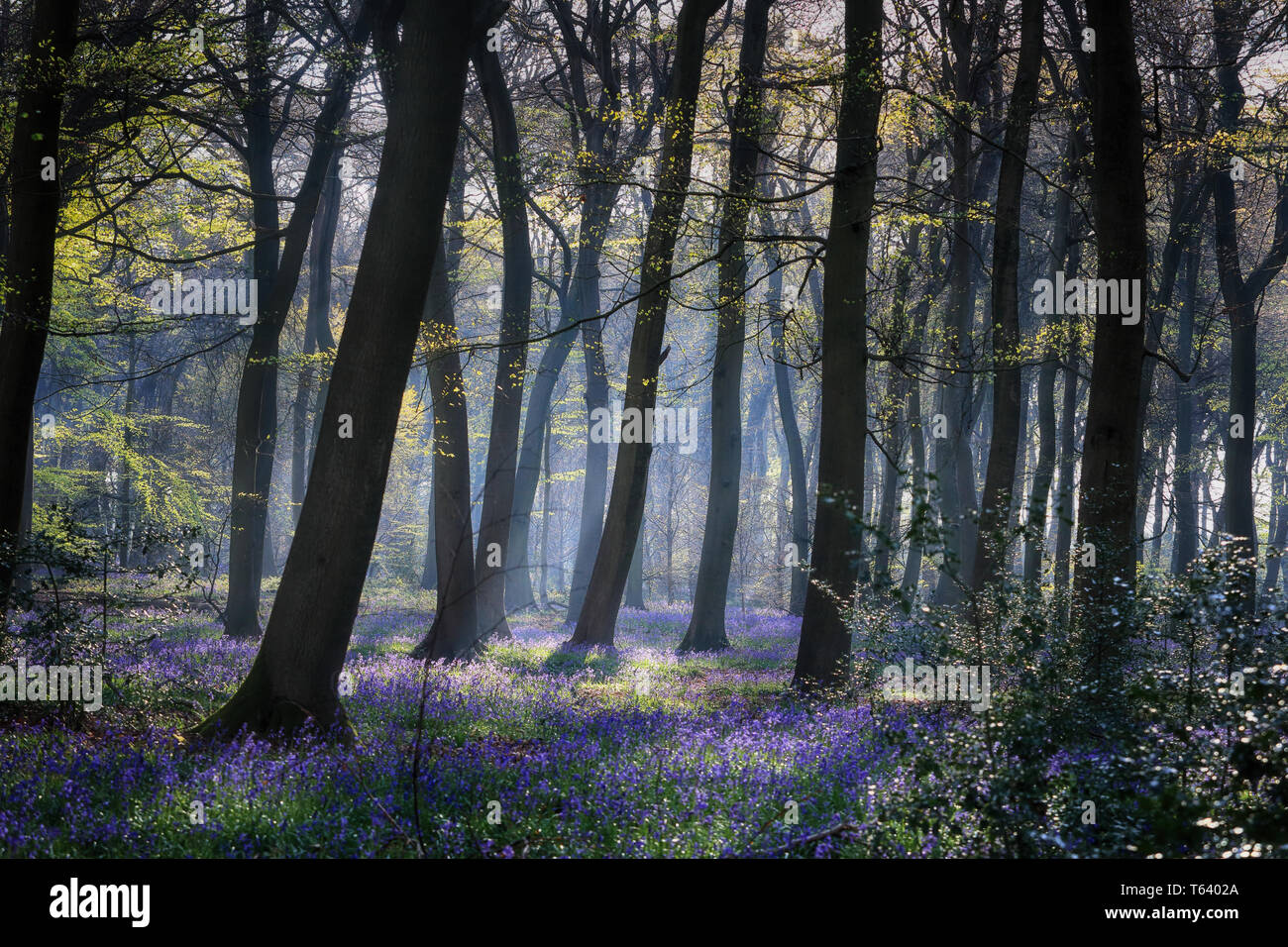 Feder Bluebell Woods von Oxfordshire Stockfoto