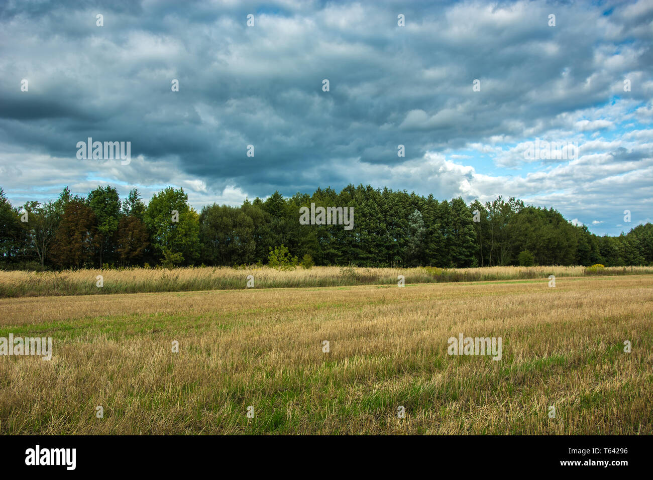 Stoppel im Feld, Wald und dunkle Regenwolken - Ländliche Ansicht Stockfoto