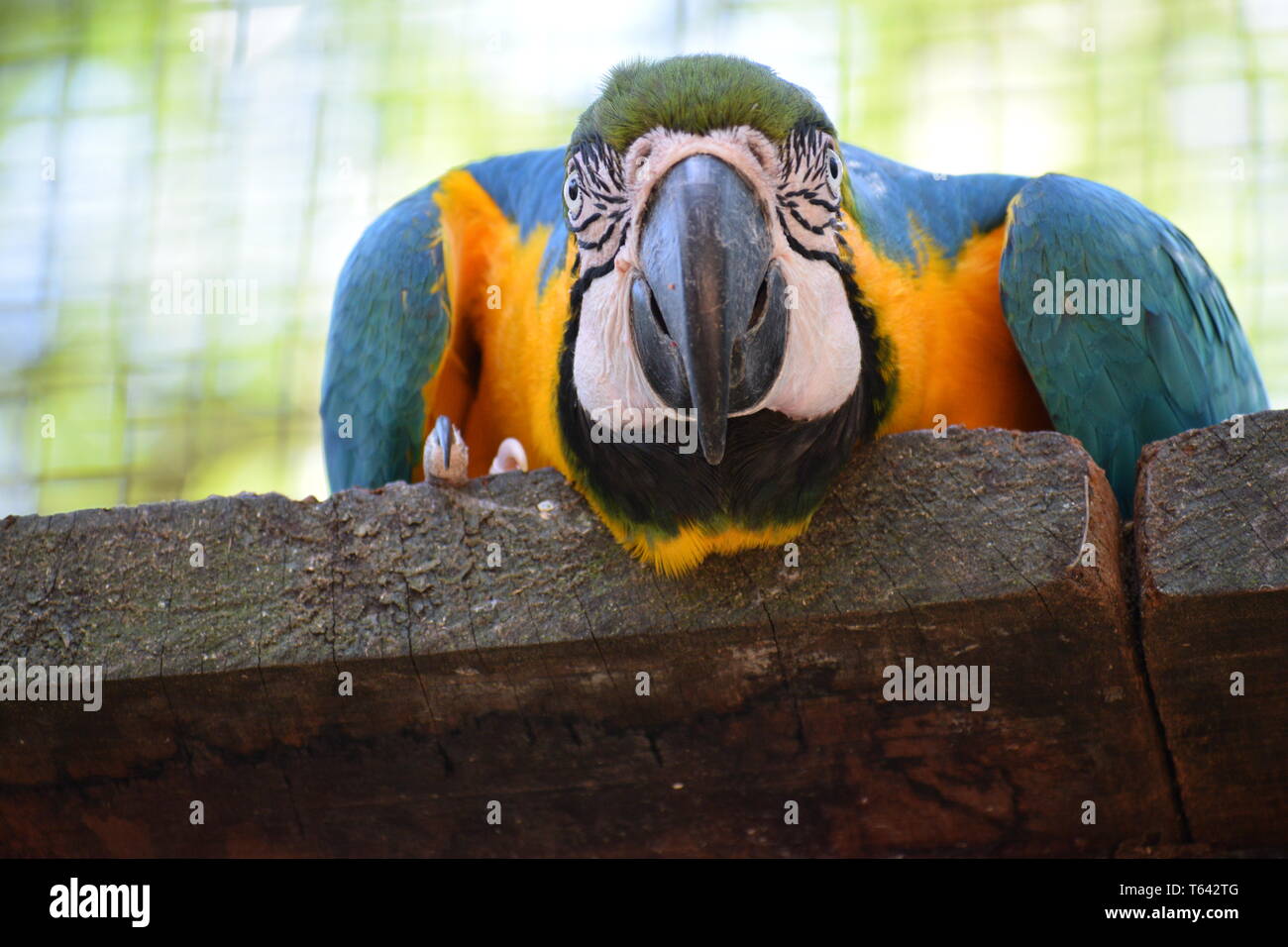 Blau-gelbe Ara (Ara ararauna) zu einem Vogelhaus in Brasil Foz do Iguazu Vogel Park direkt an der Fotograf Stockfoto