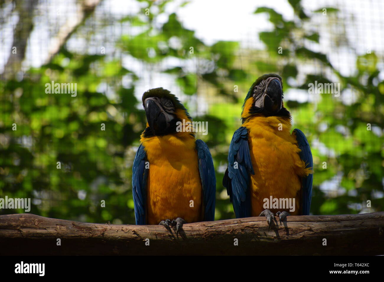 Zwei Blau-gelbe Ara (Ara ararauna) zu einem Vogelhaus in Brasil Foz do Iguazu Vogel Park Stockfoto