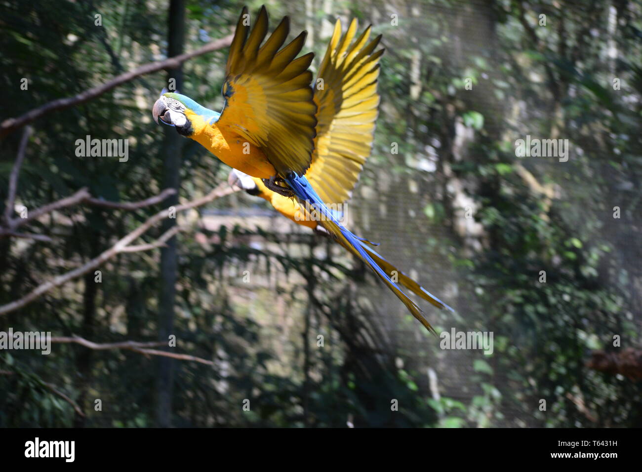 Zwei Blau-gelbe Ara (Ara ararauna) zu einem Vogelhaus in Brasil Foz do Iguazu Vogel Park Stockfoto
