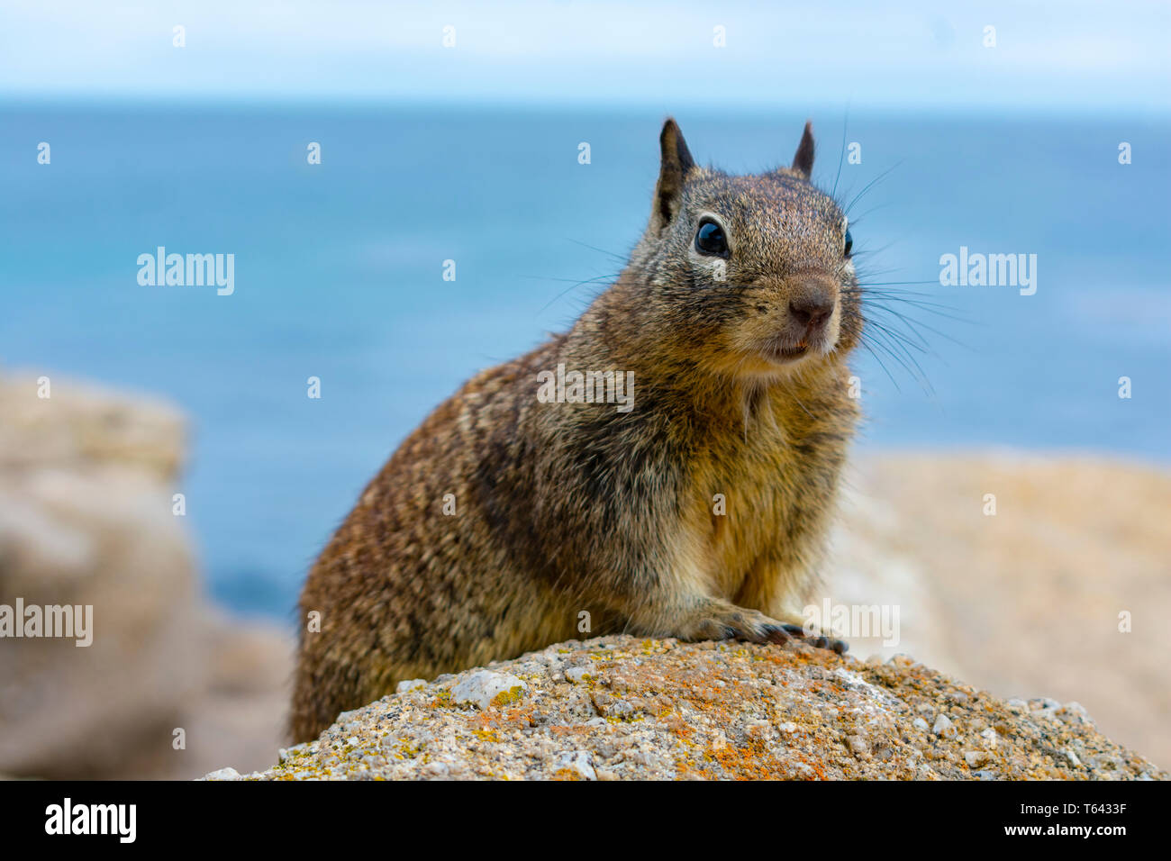 Erdhörnchen auf bunten Felsen an der Küste mit blauen Wasser des Ozeans im Hintergrund. Stockfoto