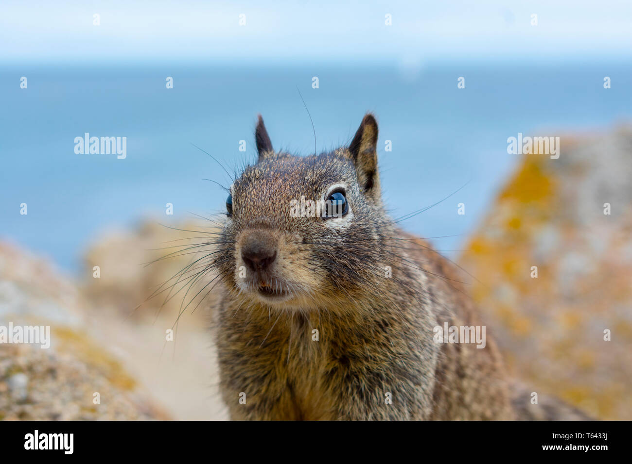 Erdhörnchen auf bunten Felsen an der Küste mit blauen Wasser des Ozeans im Hintergrund. Stockfoto