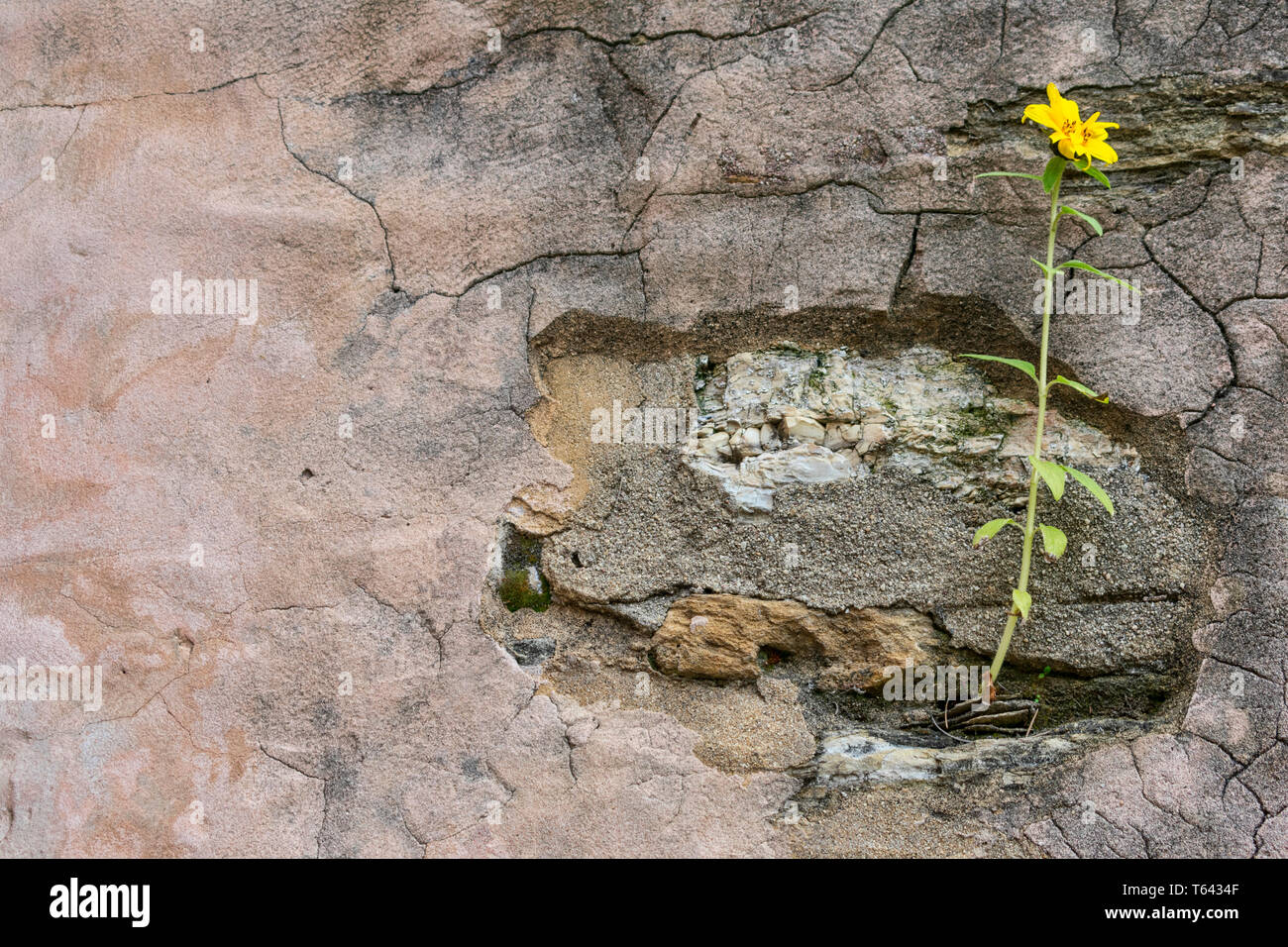 Gelbe Blume wächst auf Sprung grunge Wand. Gelbe Blume auf hohen grünen Stengel auf alte, gesprungene Wand sprießen. Symbol für Stärke und Hoffnung. Stockfoto