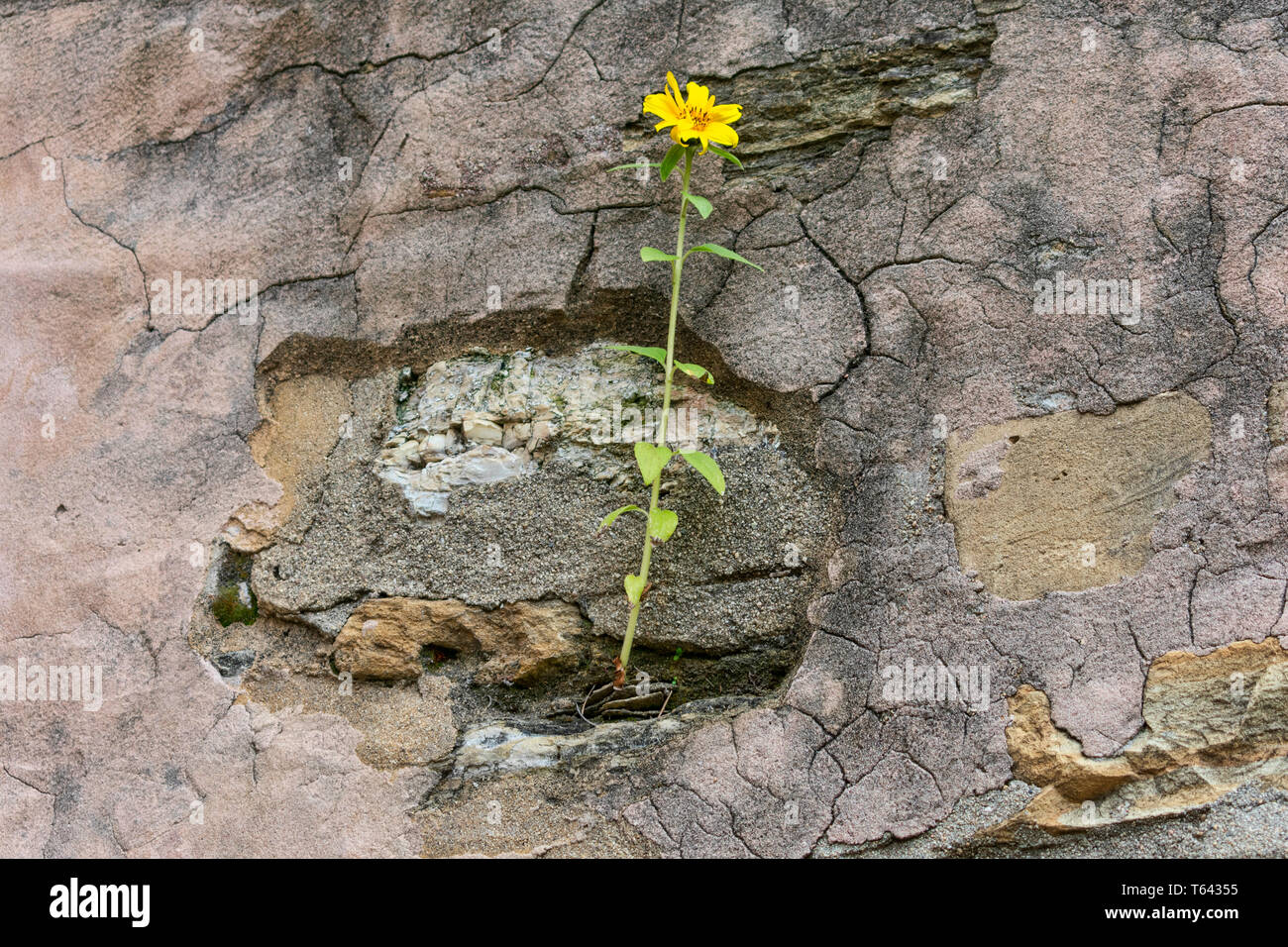 Gelbe Blume wächst auf Sprung grunge Wand. Gelbe Blume auf hohen grünen Stengel auf alte, gesprungene Wand sprießen. Symbol für Stärke und Hoffnung. Stockfoto