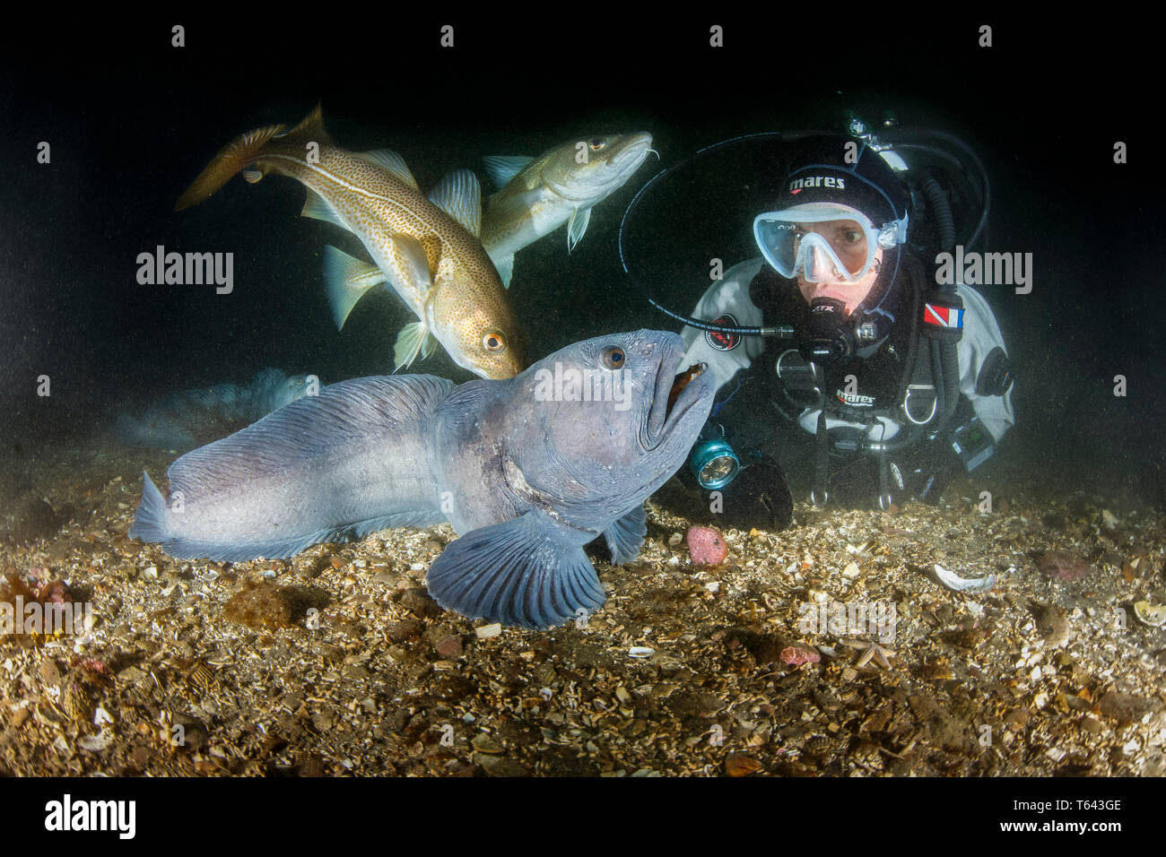 Scuba Diver mit Wolf Aal, Anarhichas lupus, und den Atlantischen Kabeljau Gadus morhua, wenig Strýtan Tauchplatz. Eyjafjordur in der Nähe von Akureyri, nördlichen Icela Stockfoto