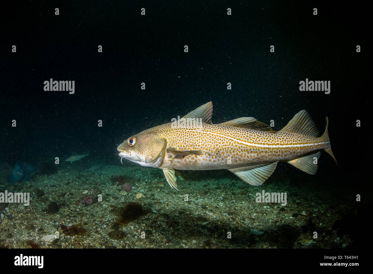 Kabeljau, Gadus morhua, wenig Strýtan Tauchplatz. Eyjafjordur in der Nähe von Akureyri im Norden Islands, North Atlantic Ocean Stockfoto