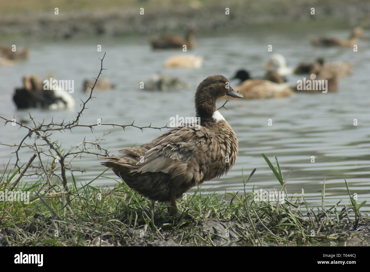 Eine braune Ente ist auf einem See und im Hintergrund einige Enten baden. Stockfoto