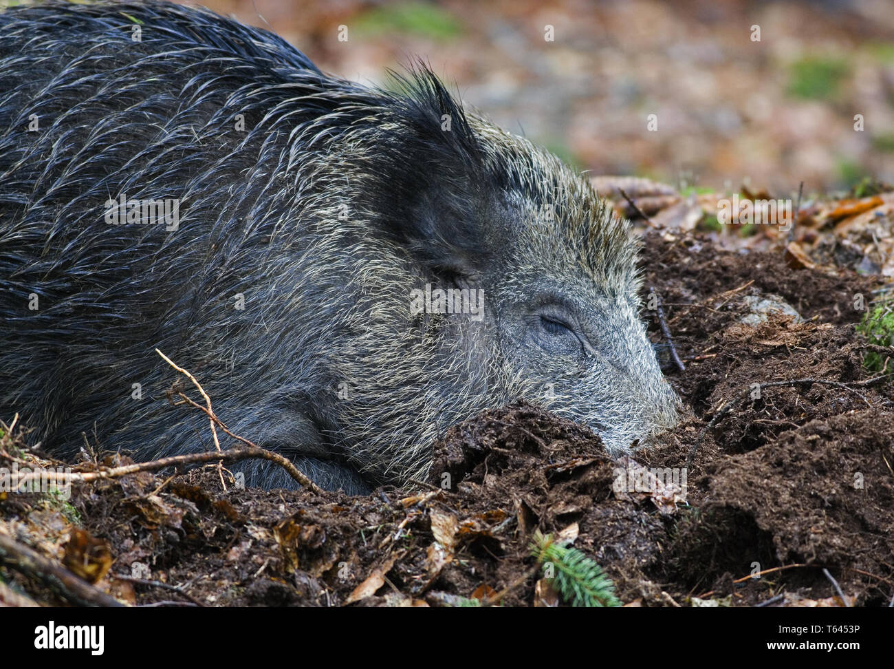 Wildschwein, Sus scrofa, Nationalpark Bayerischer Wald, Deutschland Stockfoto