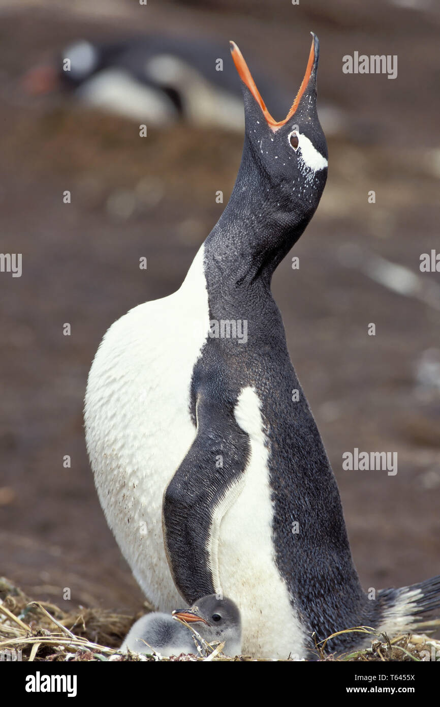 Gentoo Pinguin, Pygoscelis papua, South Georgia Stockfoto