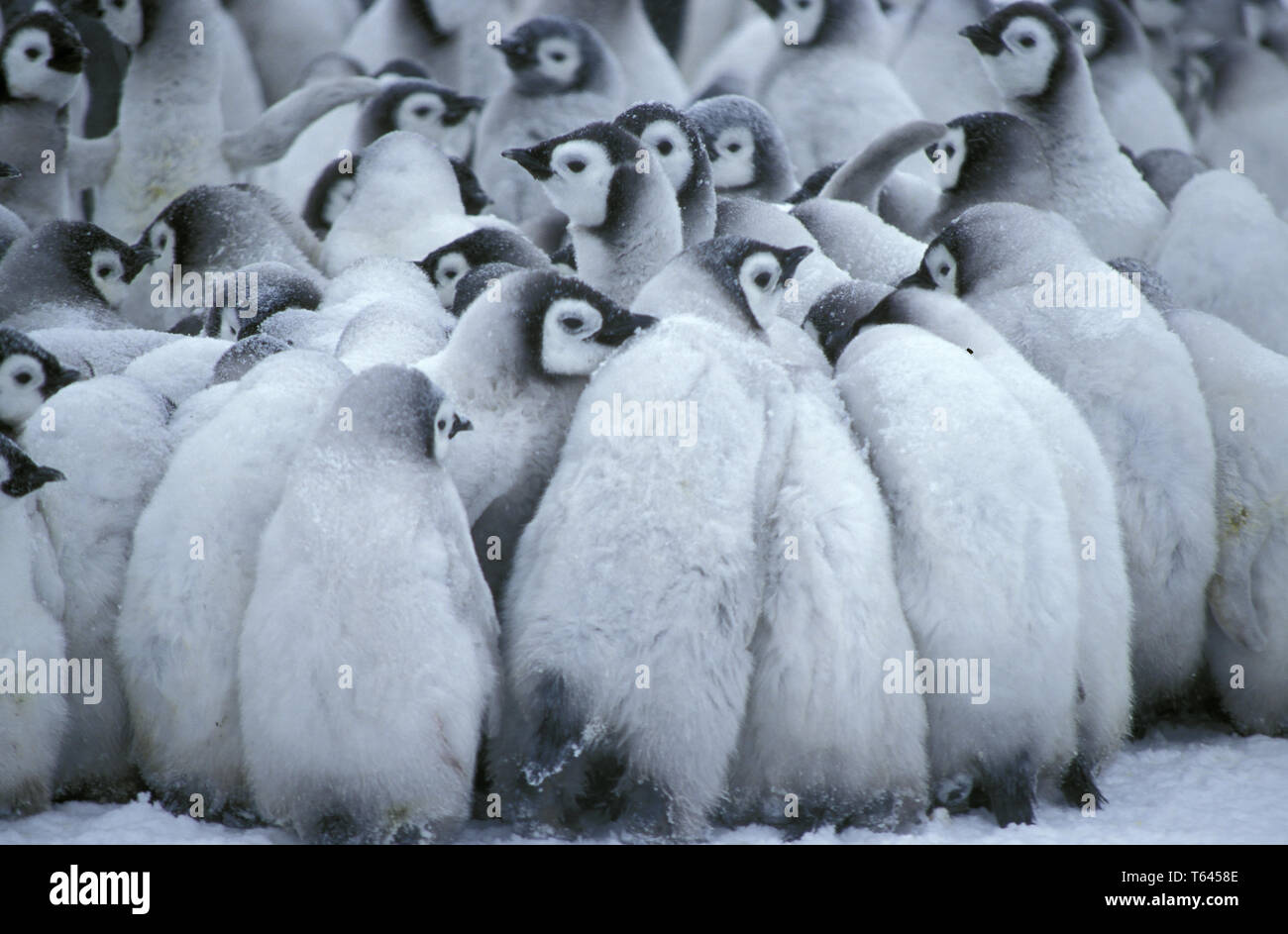 Kaiser Pinguin, Kaiserpinguin, Aptenodytes forsteri, Antarktis, Antarktis, Dawson-Lambton Gletscher Stockfoto