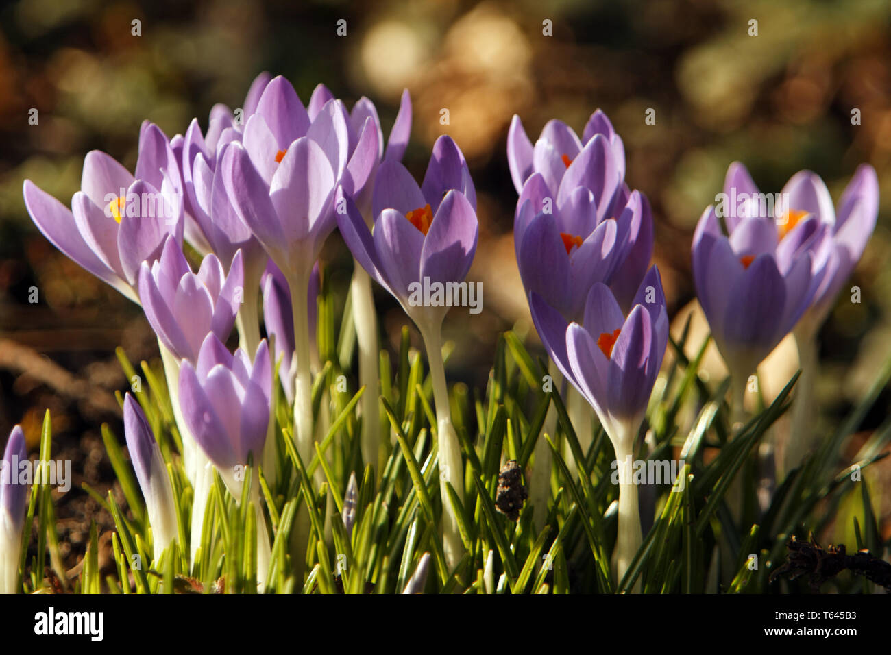 Crocus Vernus, Frühling Krokus Stockfoto