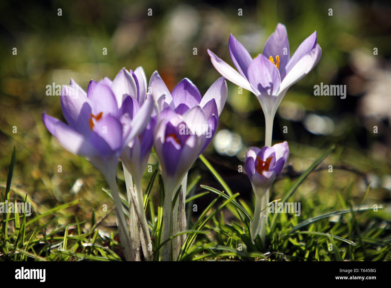 Crocus Vernus, Frühling Krokus Stockfoto