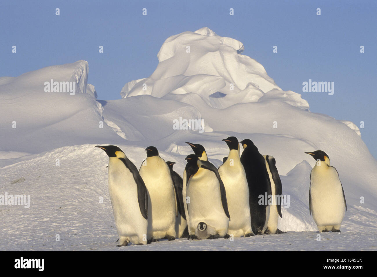 Kaiserpinguin, Kaiser Pinguin und chick, Dawnson-Lambton Gletscher, Antarktis Stockfoto