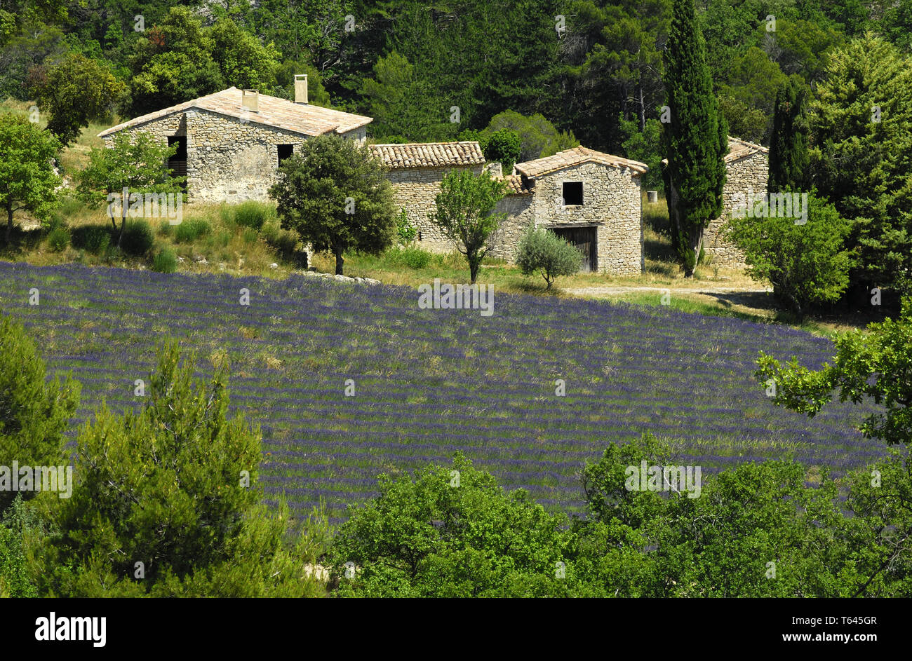 Lavendel Feld, Provence, Frankreich Stockfoto