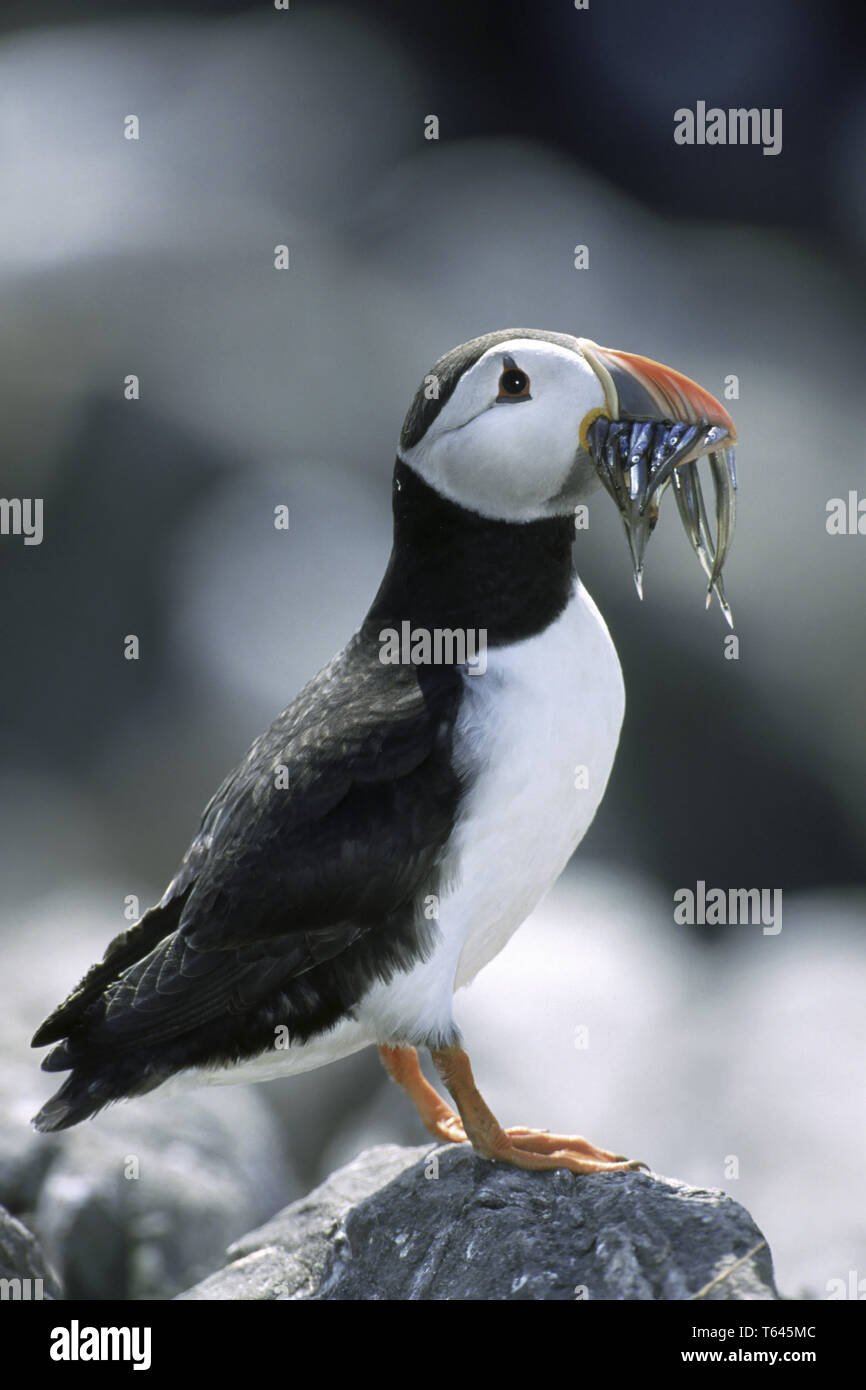 Papageitaucher, Fratercula arctica, Nordeuropa Stockfoto