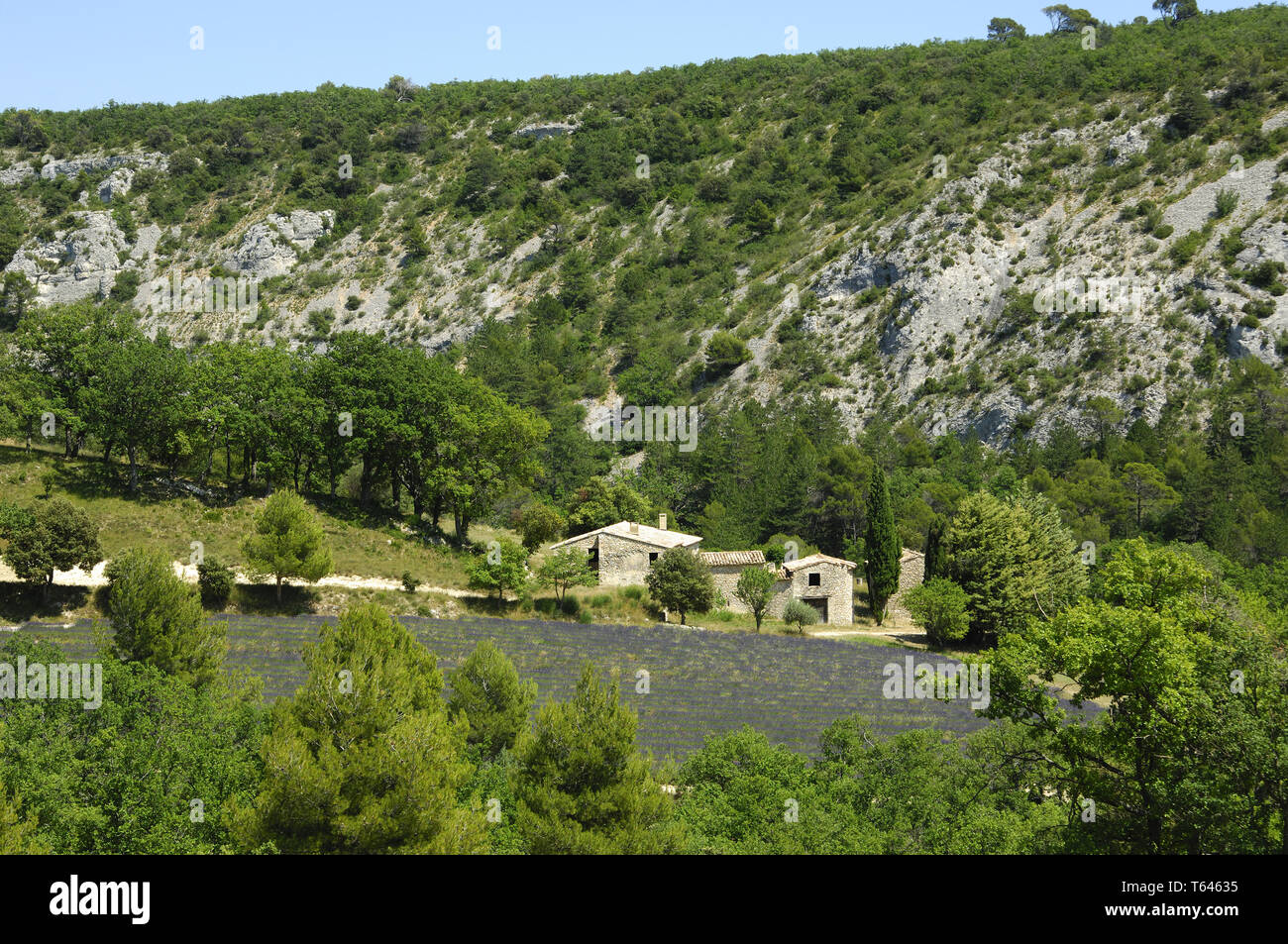 Lavendel Feld, Provence, Frankreich Stockfoto