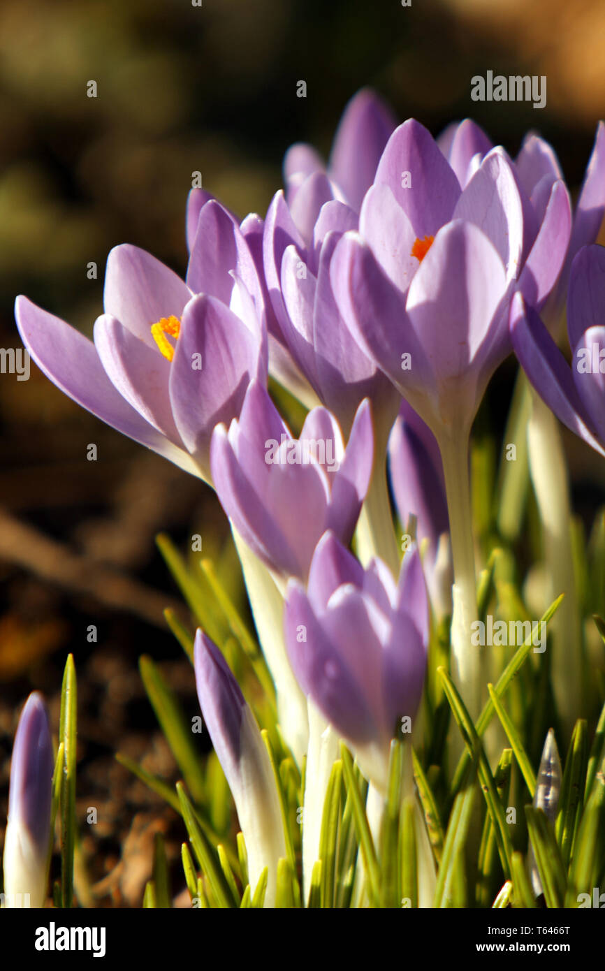 Crocus Vernus, Frühling Krokus Stockfoto