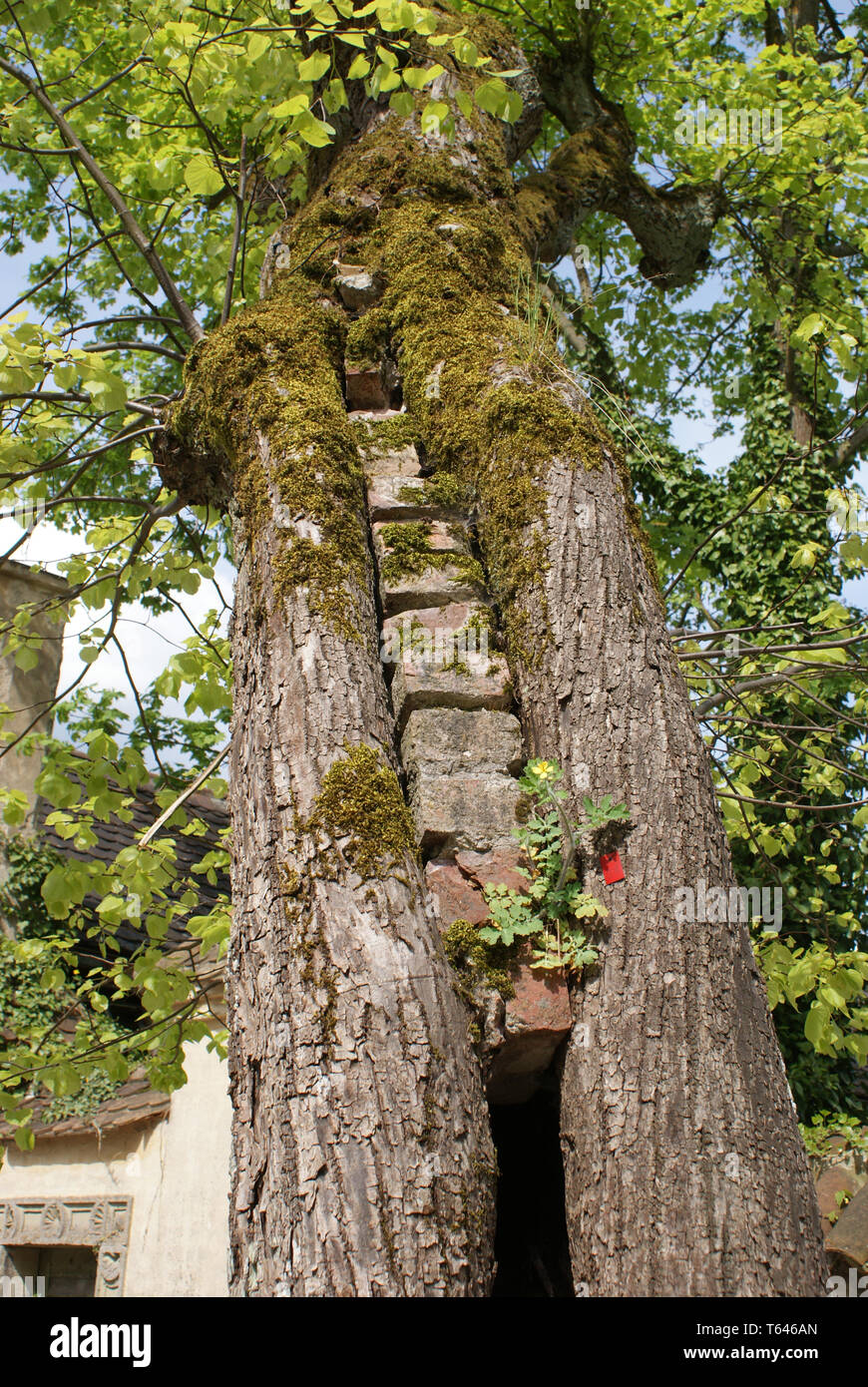 Linde garten Fotos und Bildmaterial in hoher Auflösung Alamy