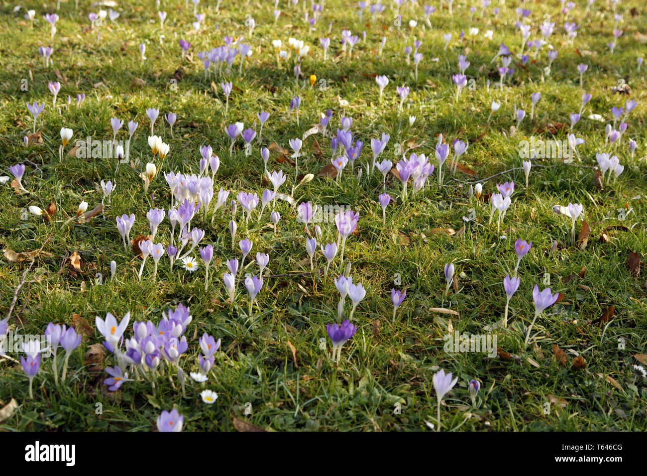Crocus Vernus, Frühling Krokus Stockfoto