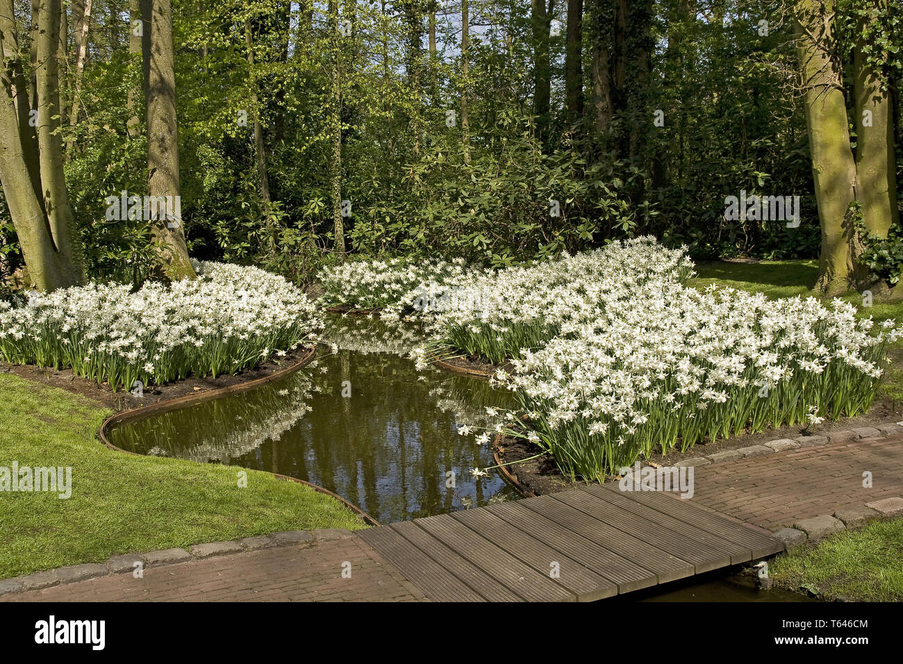 Tulip blühenden Jahreszeit in den Niederlanden, Europa Stockfoto