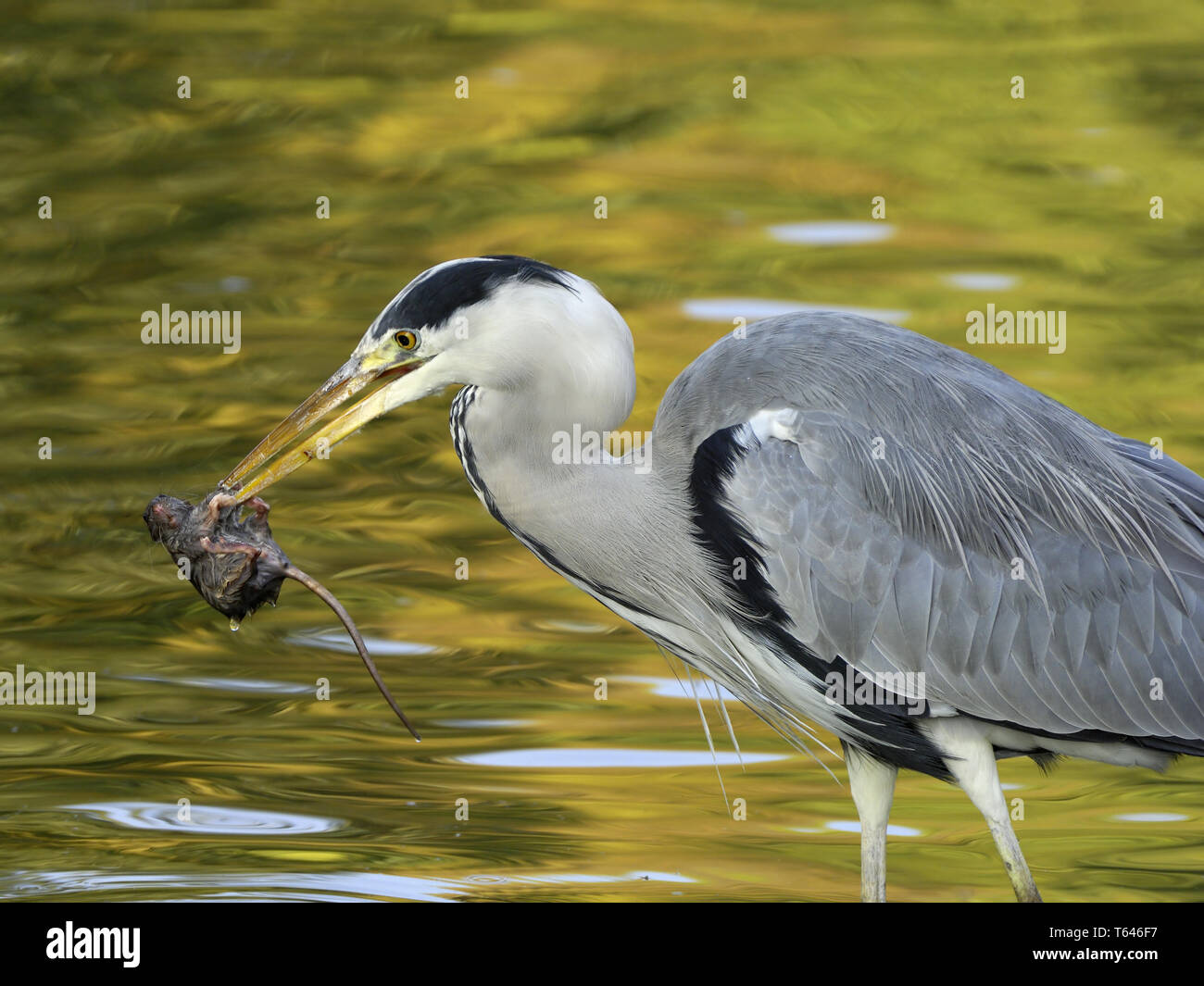 Graureiher Ardea cinerea Stockfoto