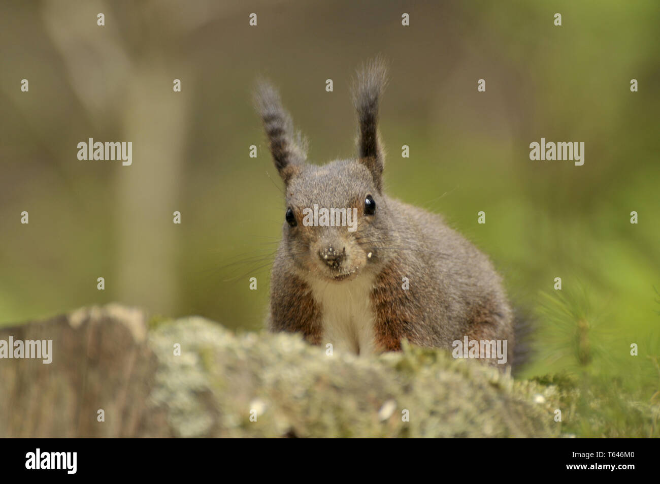 Eurasische Eichhörnchen Stockfoto