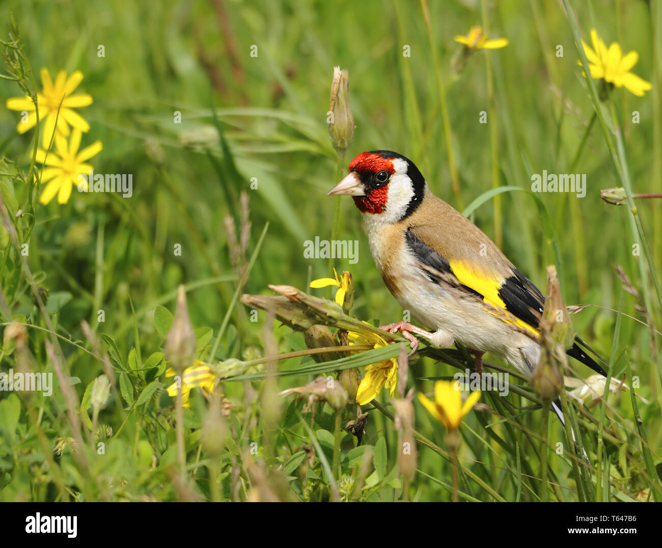 Europäische Stieglitz, Carduelis carduelis Stockfoto