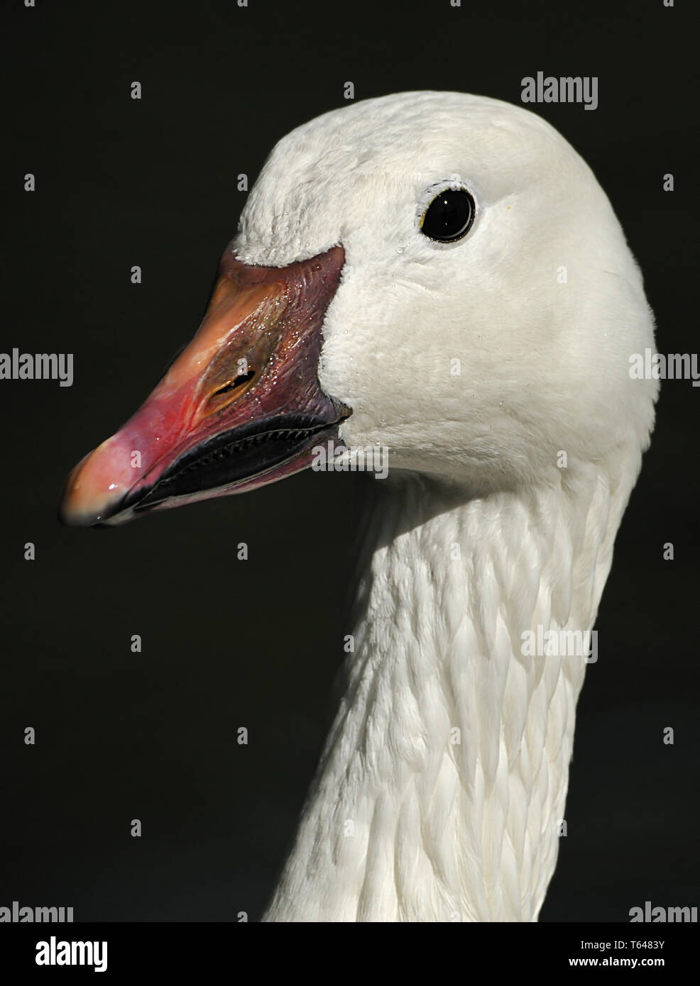 Blue Goose, Anser caerulescens Stockfoto