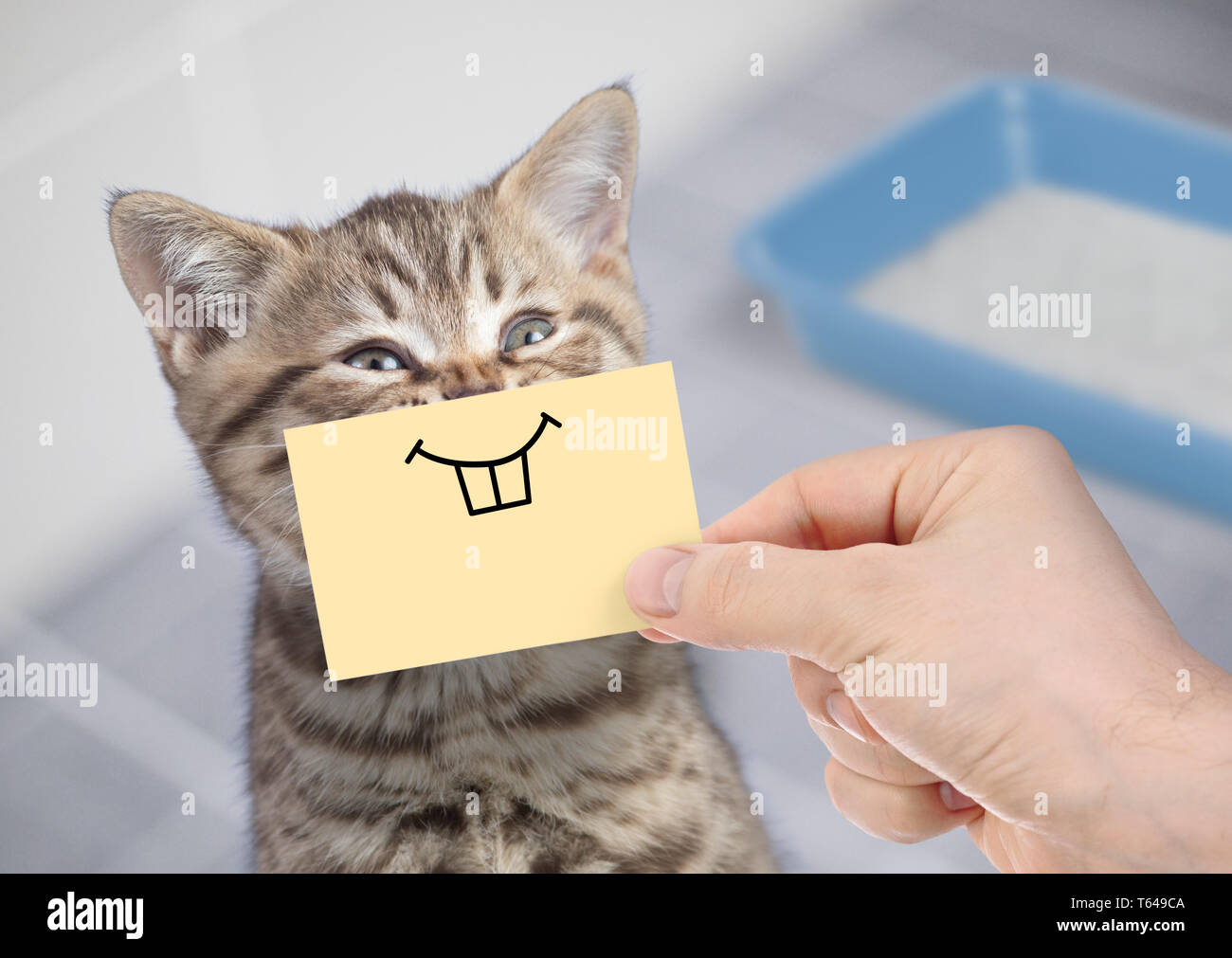 Lustige Katze Mit Lacheln Auf Karton Sitzt In Der Nahe Der Wurfkiste Stockfotografie Alamy